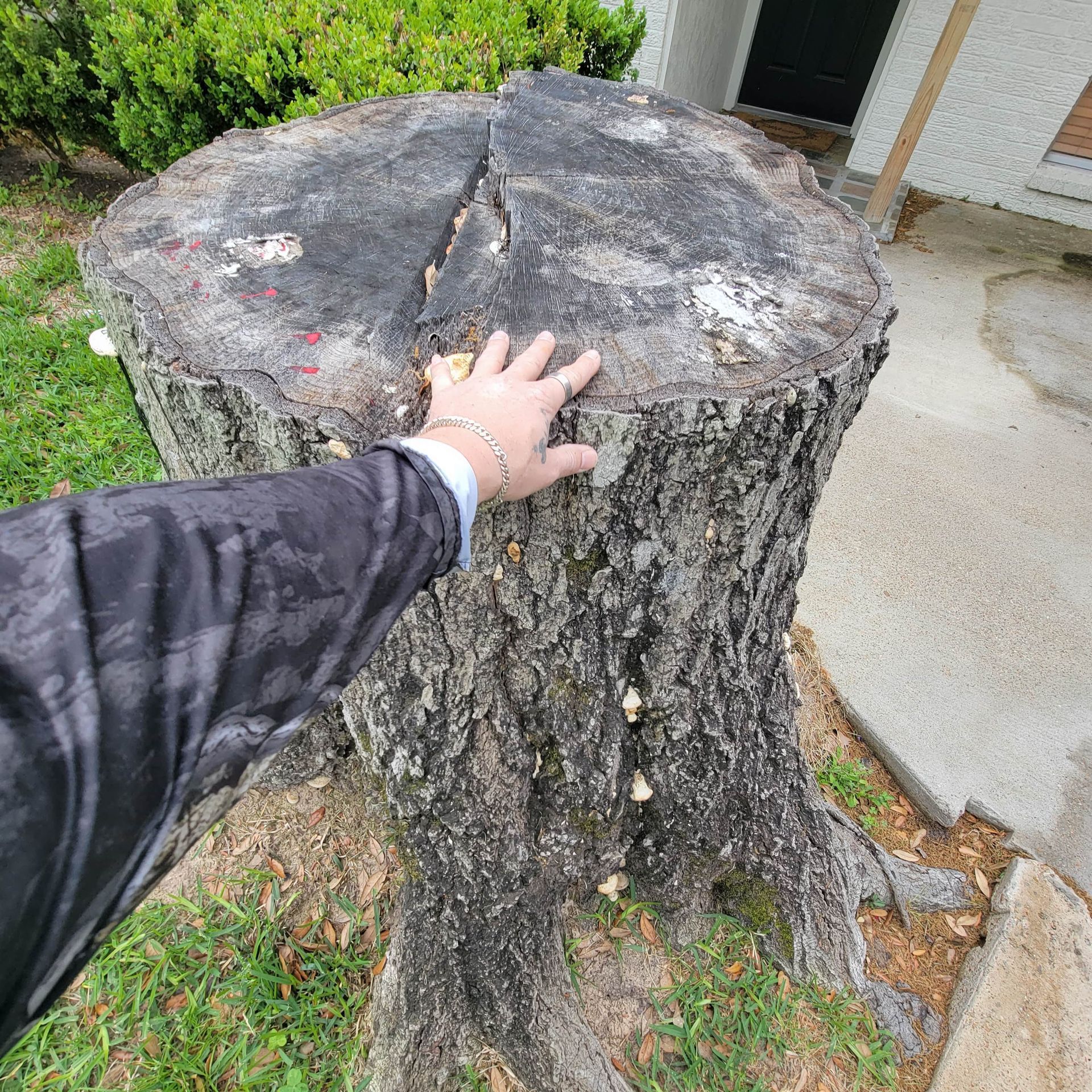 Large tree stump with hand for size comparison
