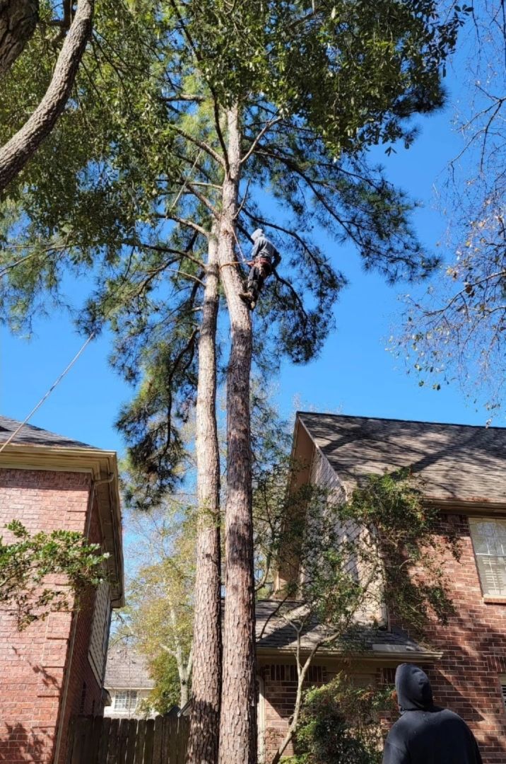 Tree Removal Spring TX - Houston | Texas Tree Care