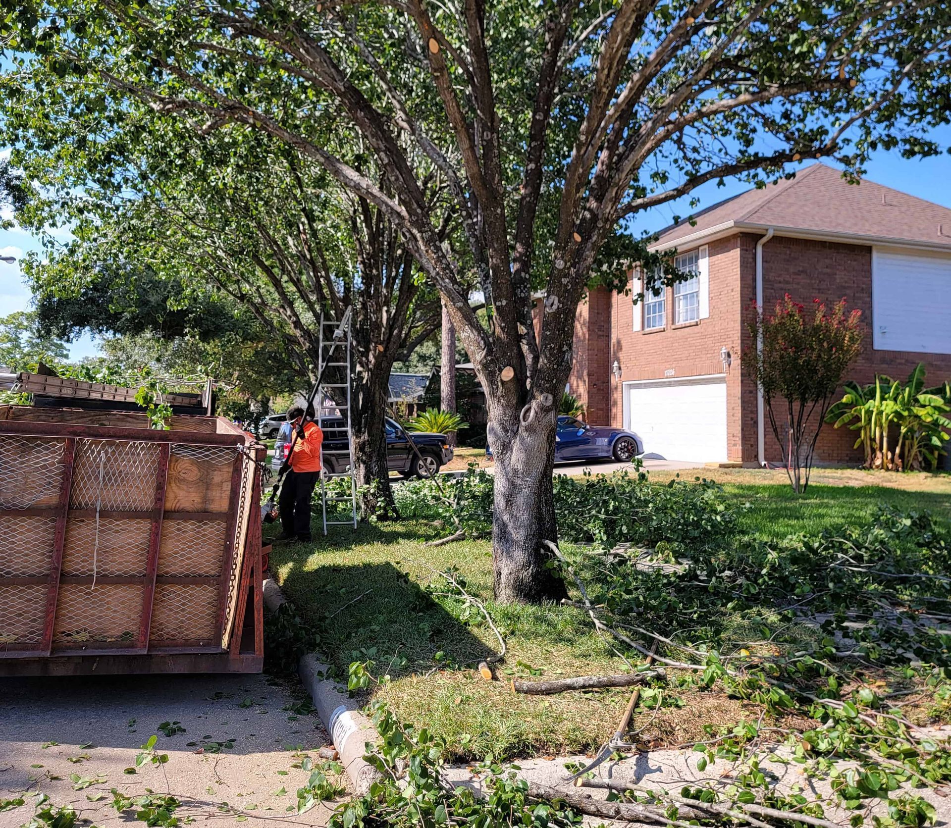 Professional Tree Trimming in Spring, TX by Texas Tree Care