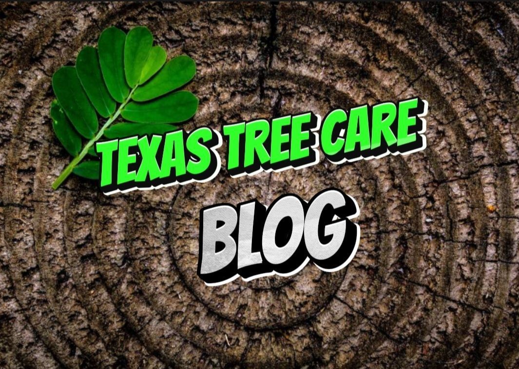 Texas Tree Care Blog
