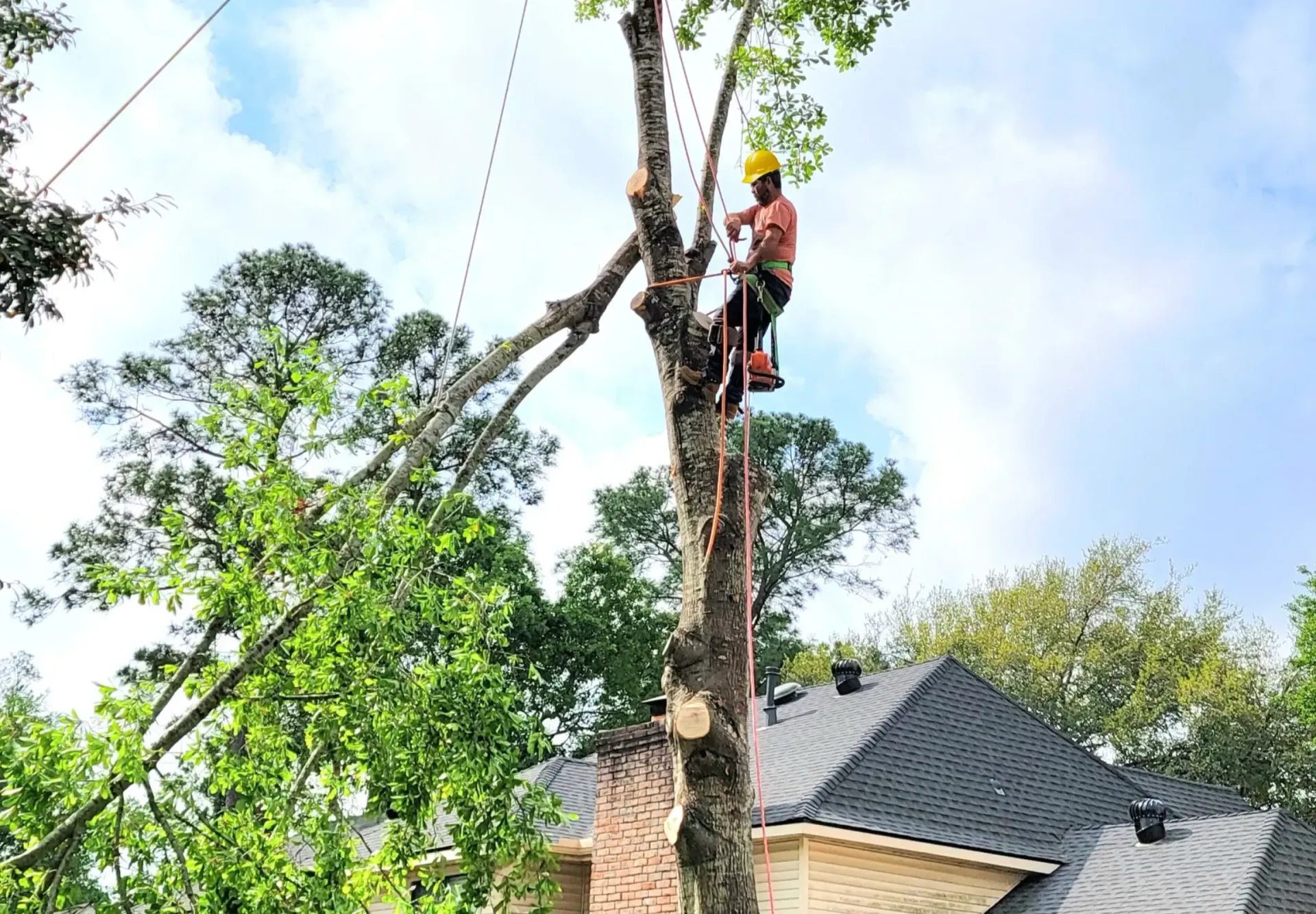 Tree Limb Removal in Spring TX | Texas Tree Care