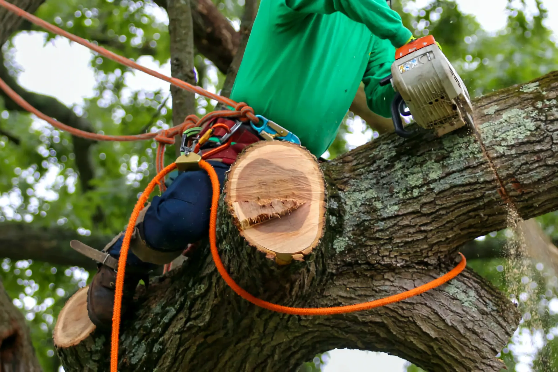 Tree Limb Removal | Texas Tree Care