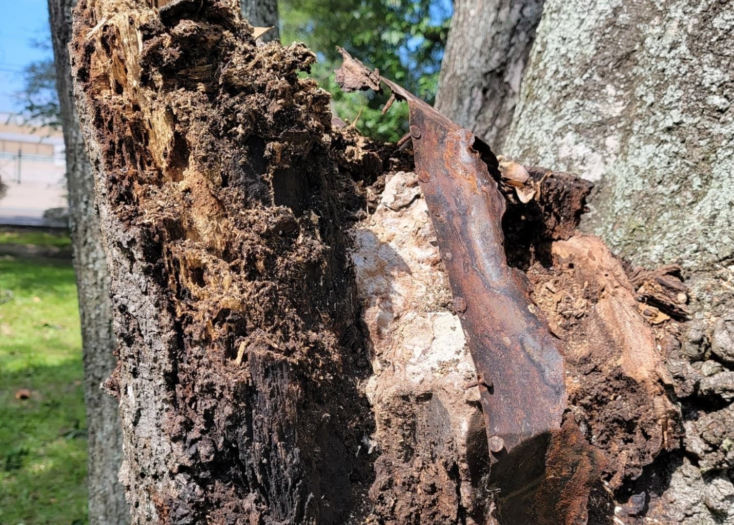 Tree treatment for a oak tree with tree pests