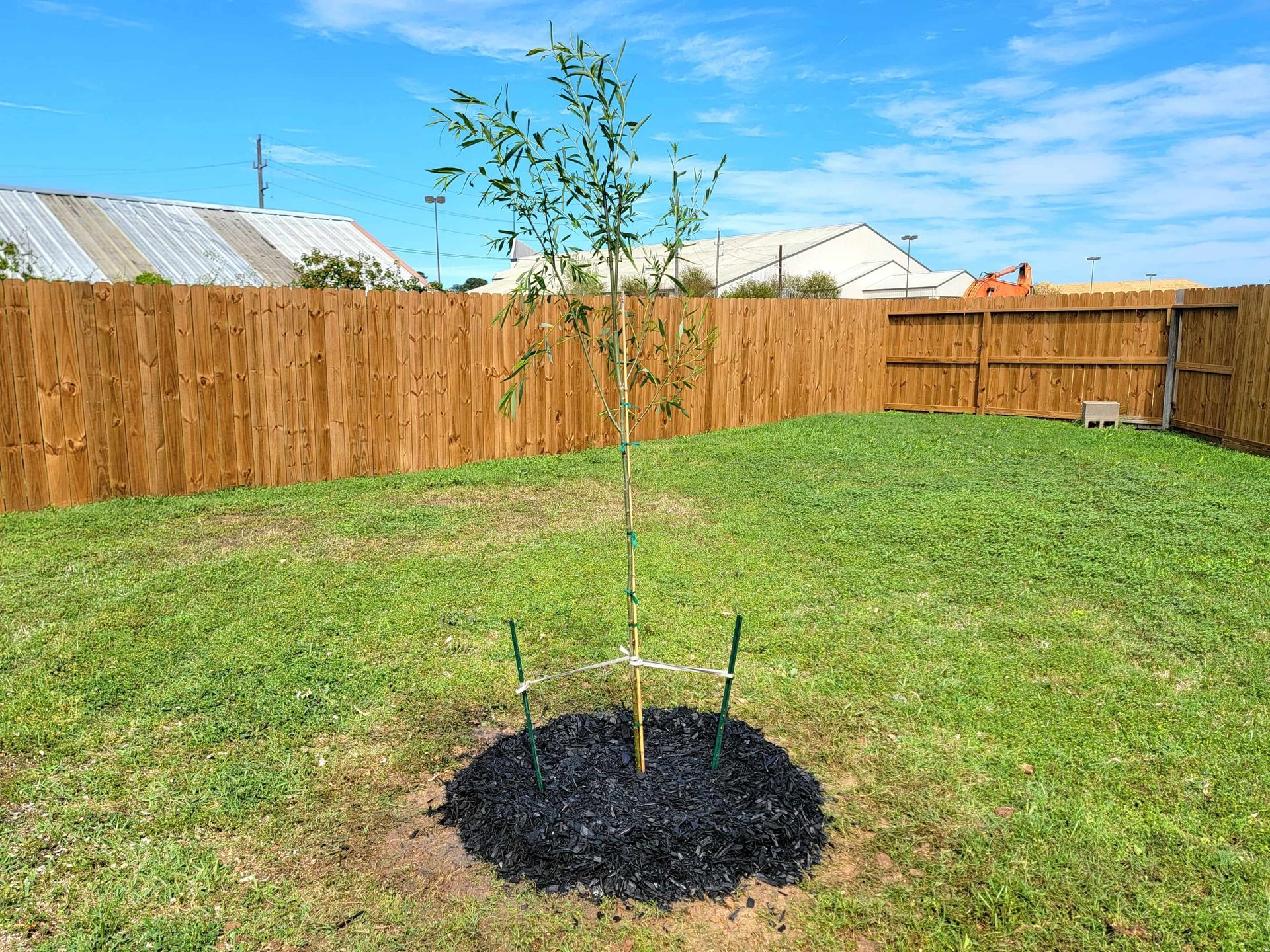 Tree Planting Houston | Weeping Willow Tree