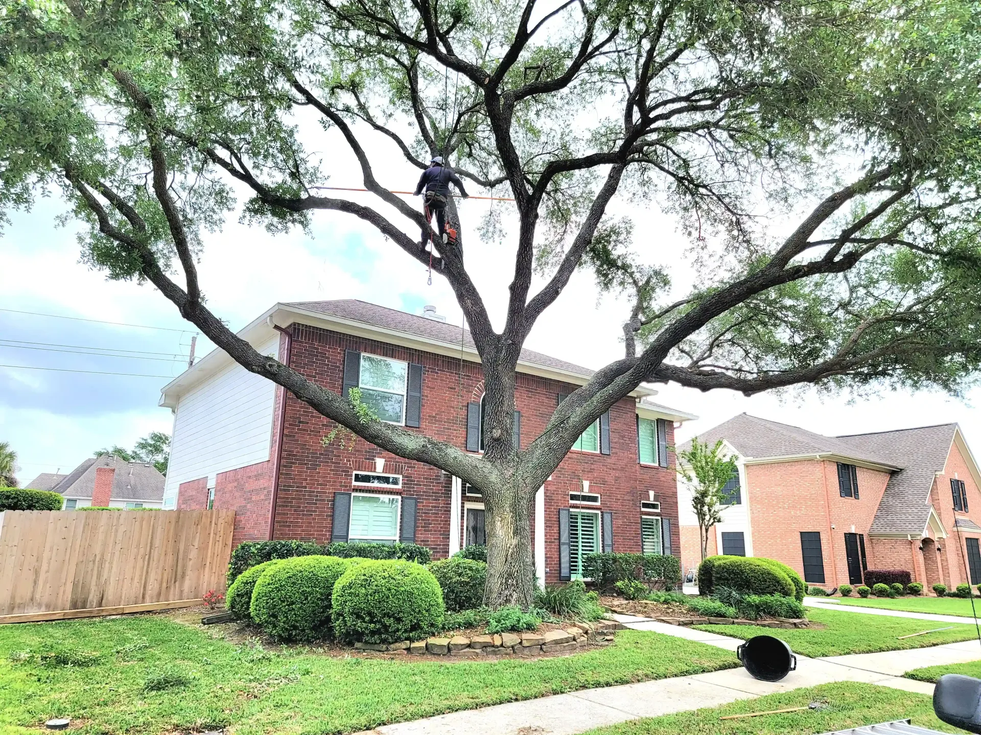Tree Pruning Spring TX - Gleannloch Farms | Texas Tree Care