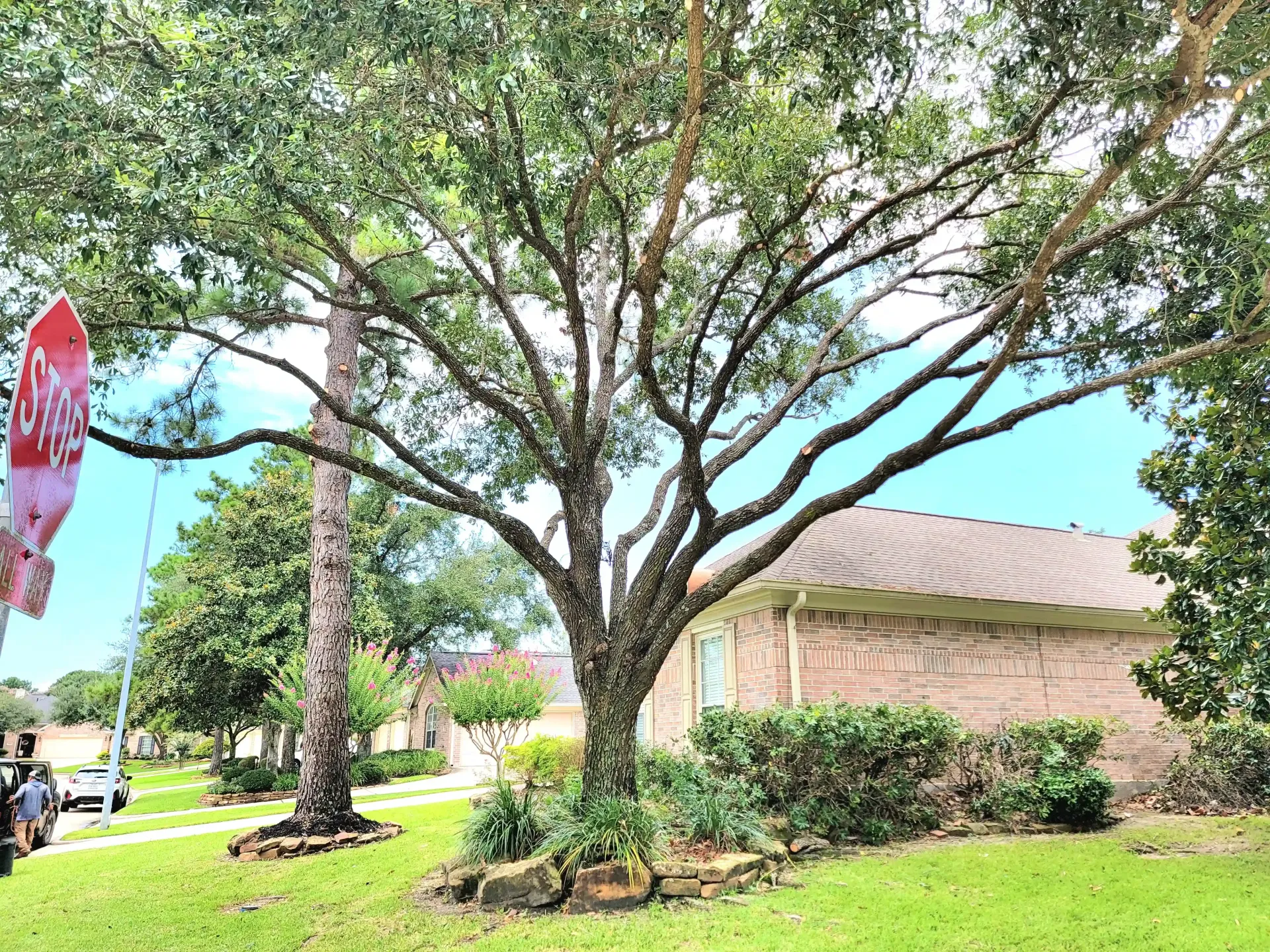 Tree Pruning Spring TX - Gleannloch Farms | Texas Tree Care
