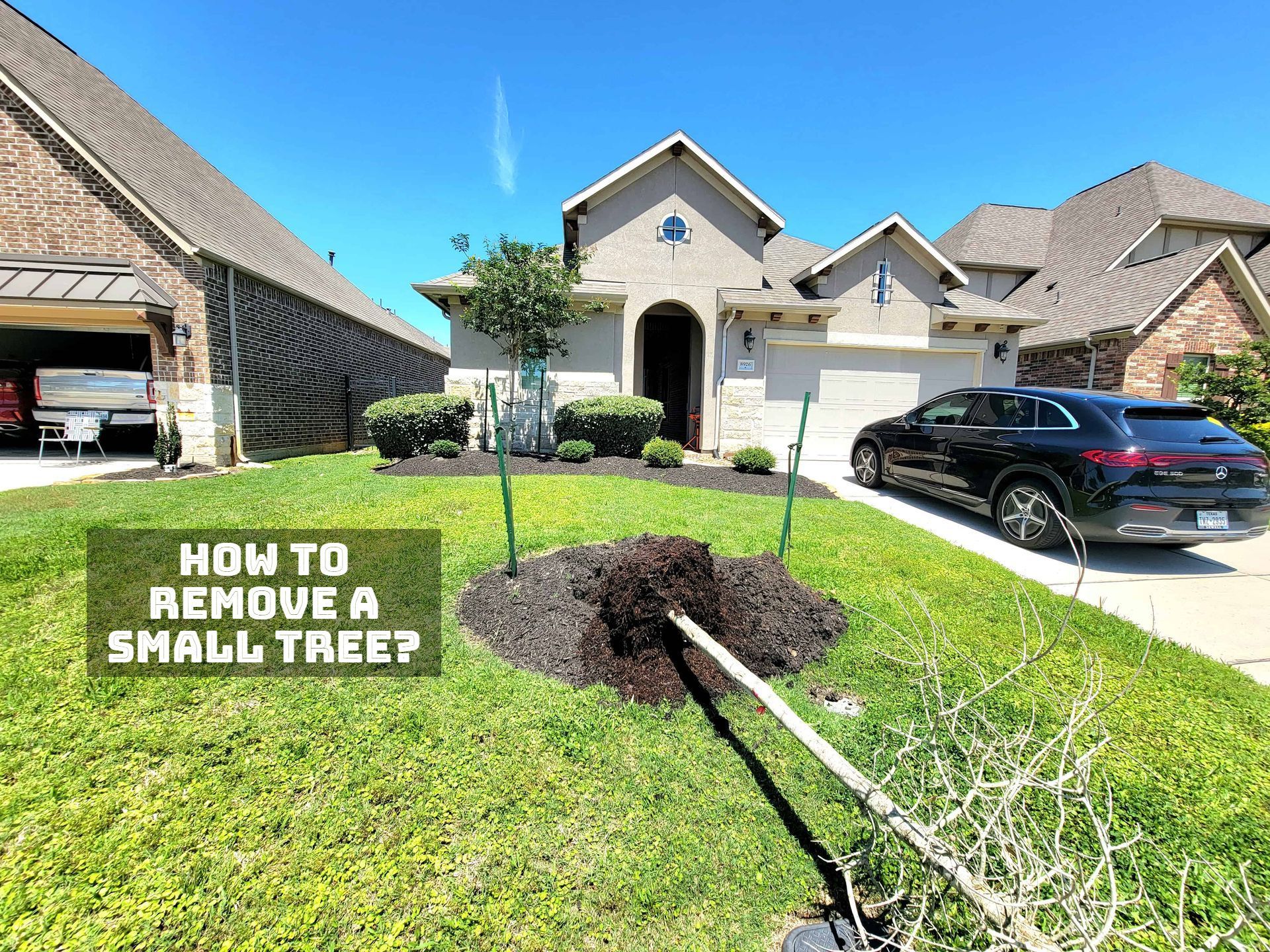 How To Remove A Small Tree? Texas Tree Care