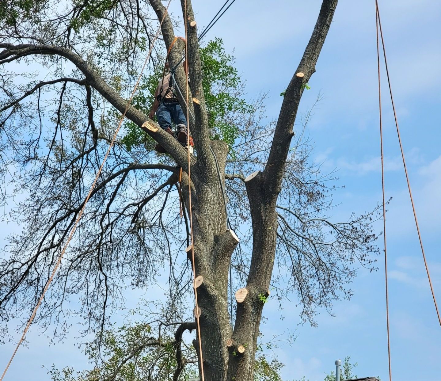 Arborist performing tree removal on a dying tree