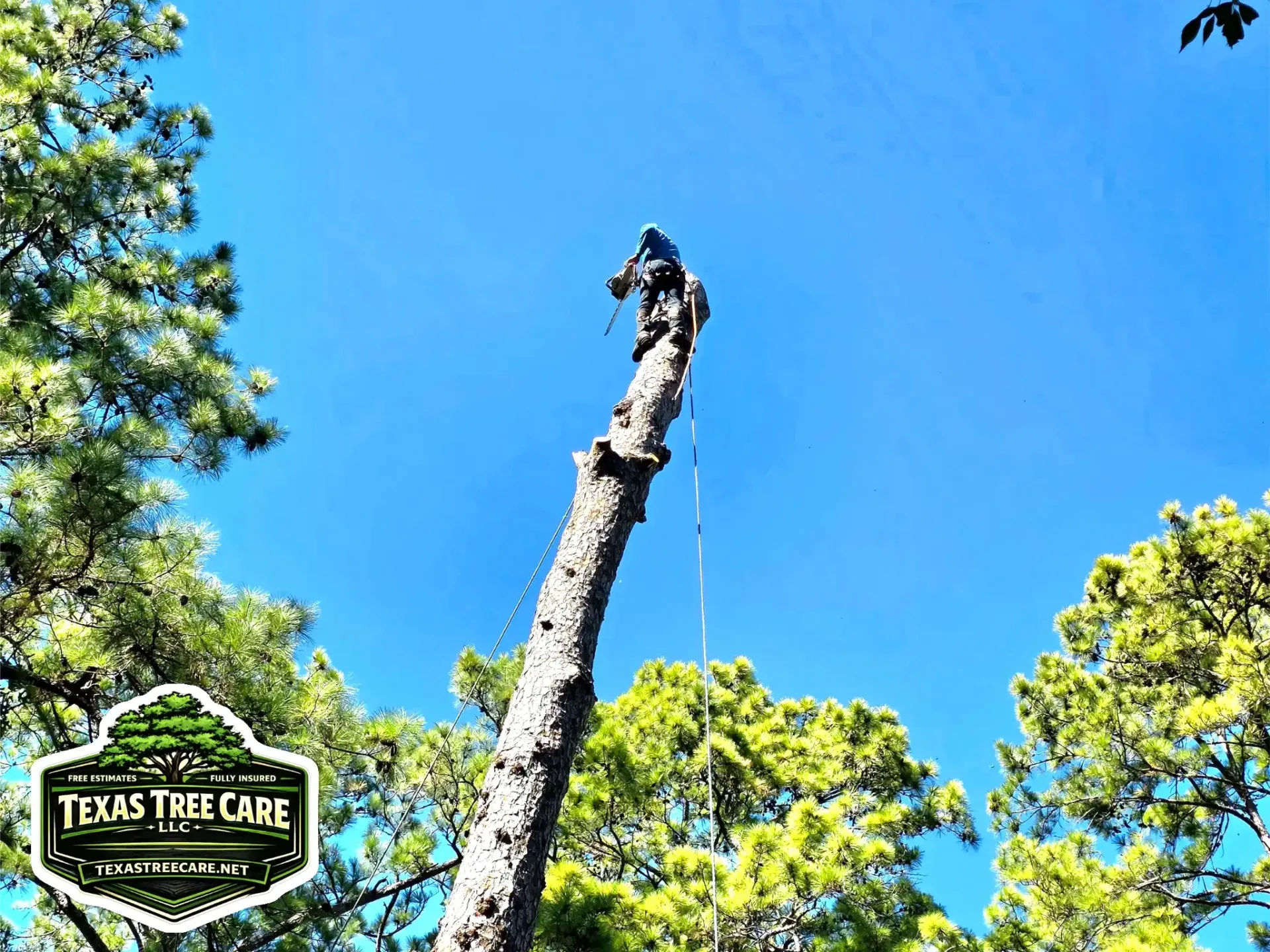 Tree Removal Hockley TX | Texas Tree Care
