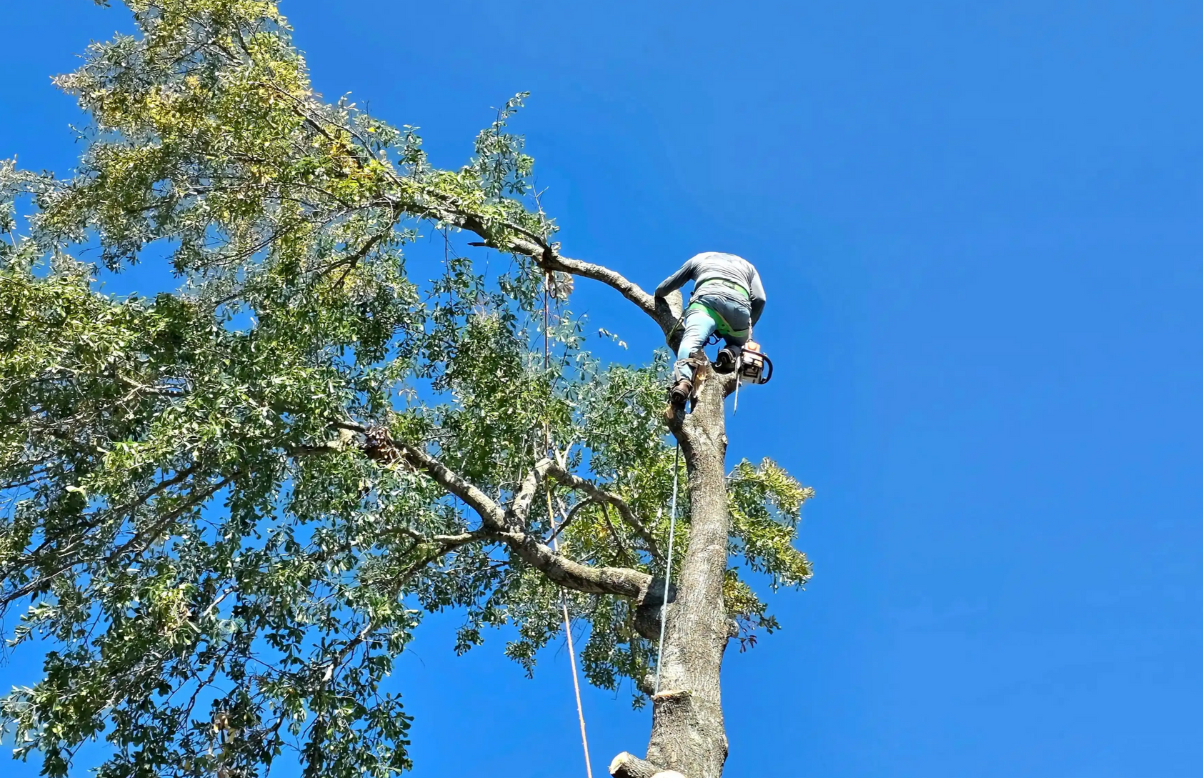 Tree Removal Houston - Licensed & Insured | Texas Tree Care