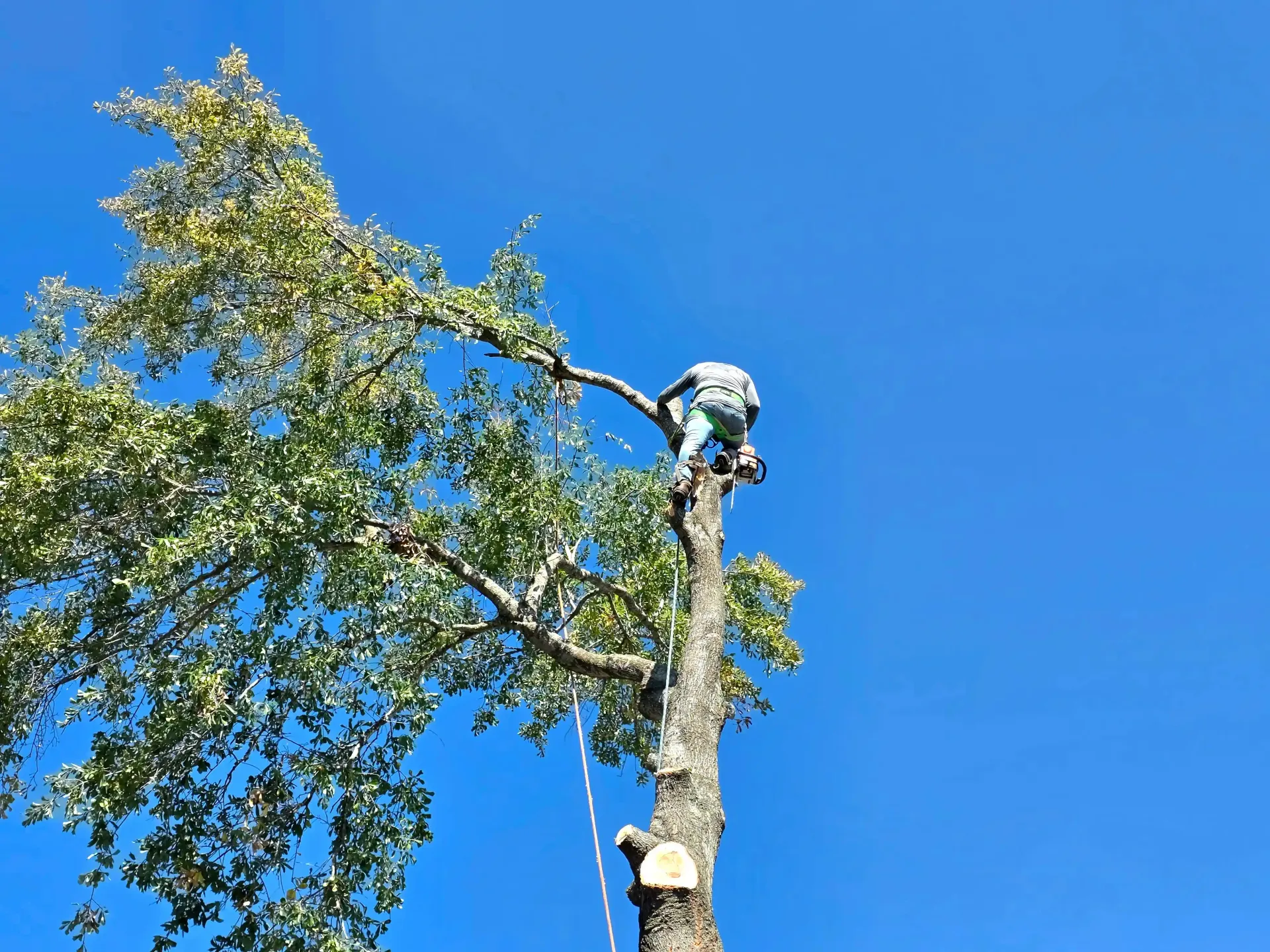 Tree Service Kingwood TX | Tree Removal & Stump Grinding