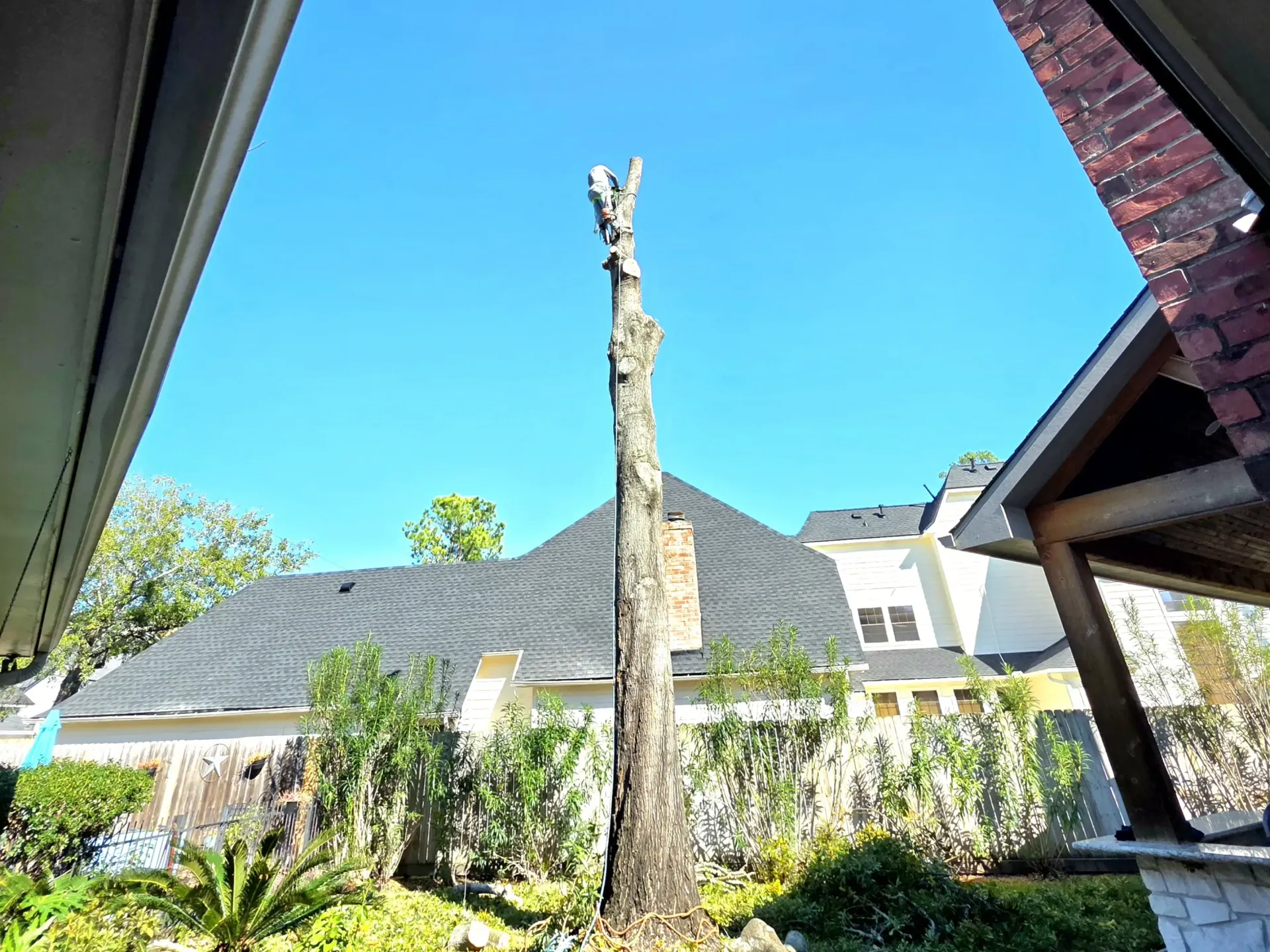 Tree Removal Tomball TX | Texas Tree Care