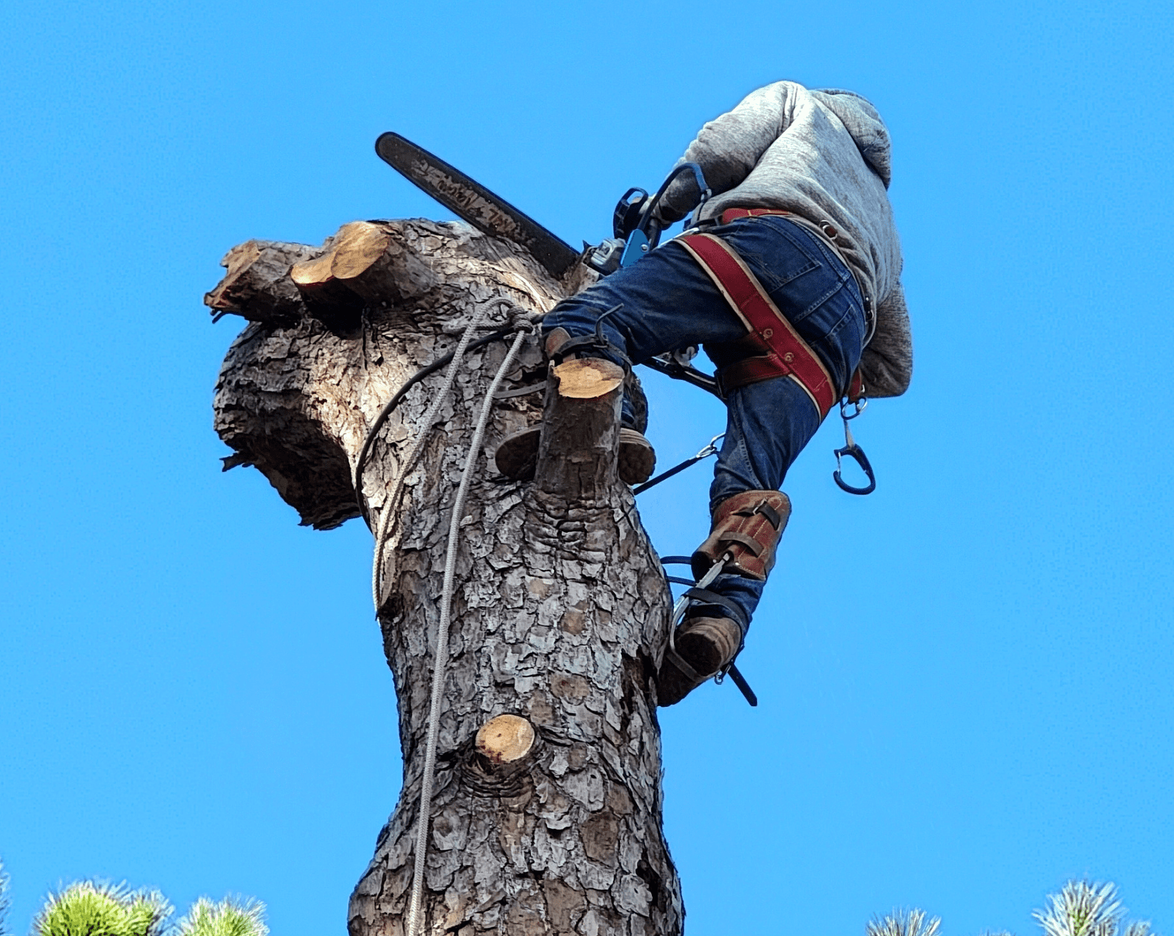 Tree Removal Service Spring TX | Texas Tree Care