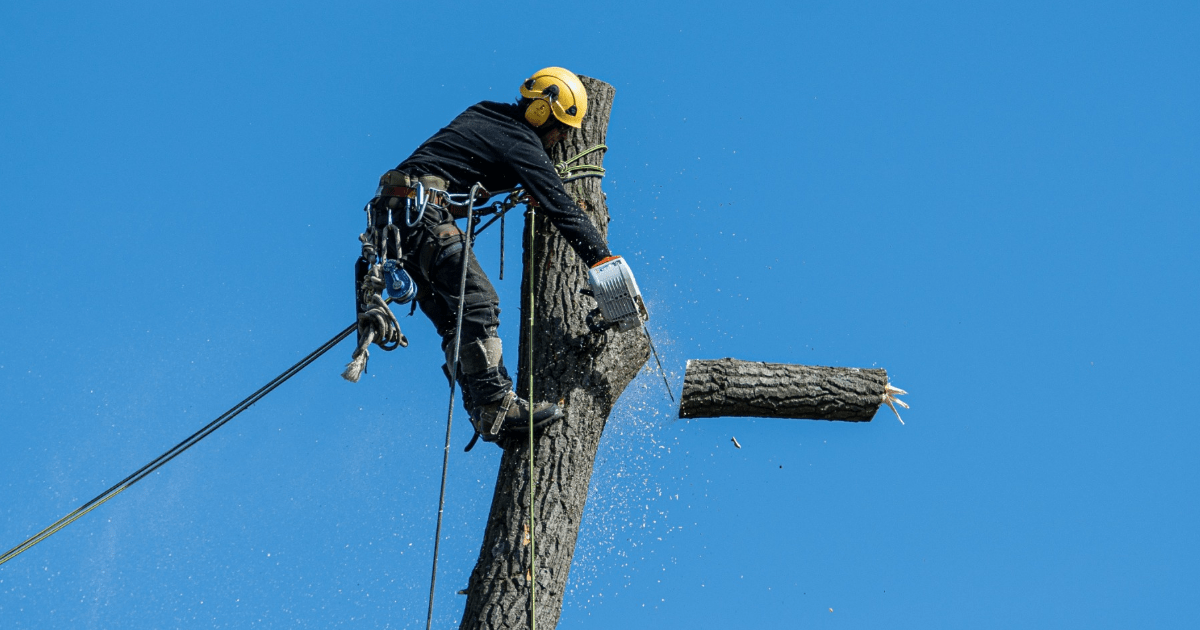 Spring Tree Removal in Spring, TX Texas Tree Care
