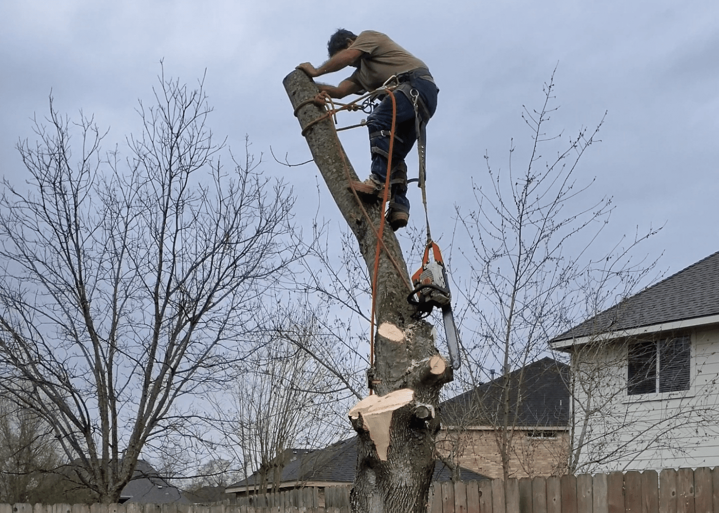 Spring Tree Removal in Spring, TX Texas Tree Care