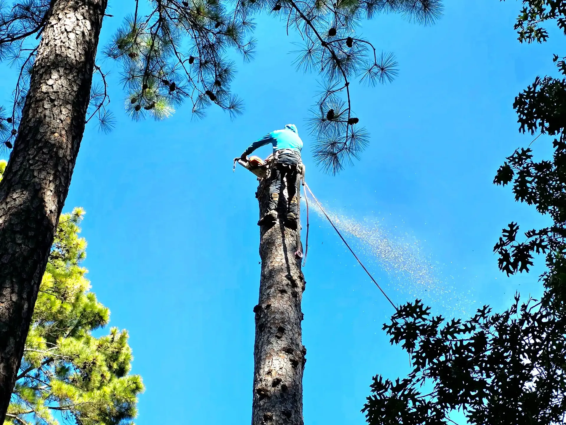 Tree Removal Spring TX | Texas Tree Care