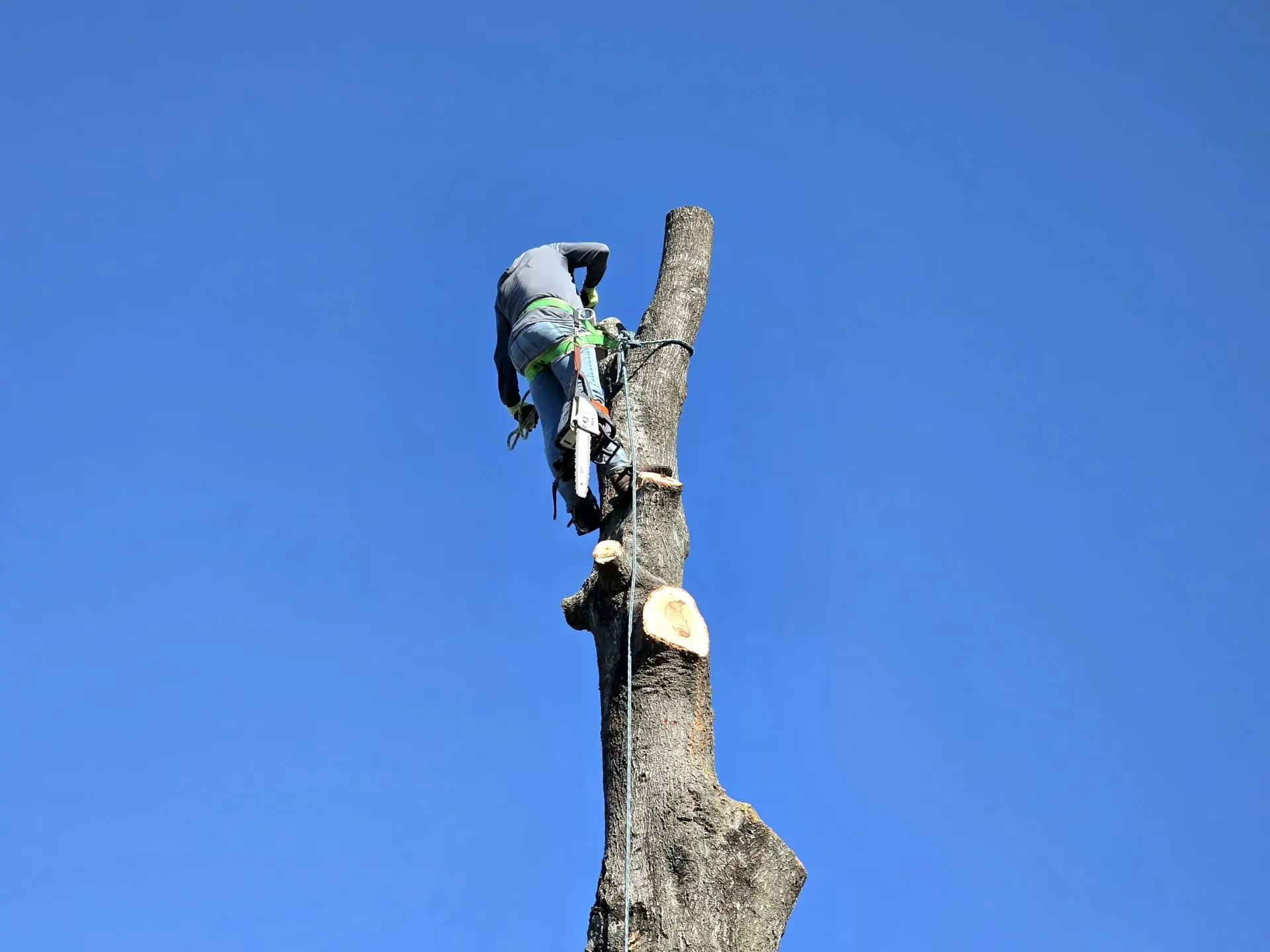 Tree Removal Jersey Village TX | Texas Tree Care