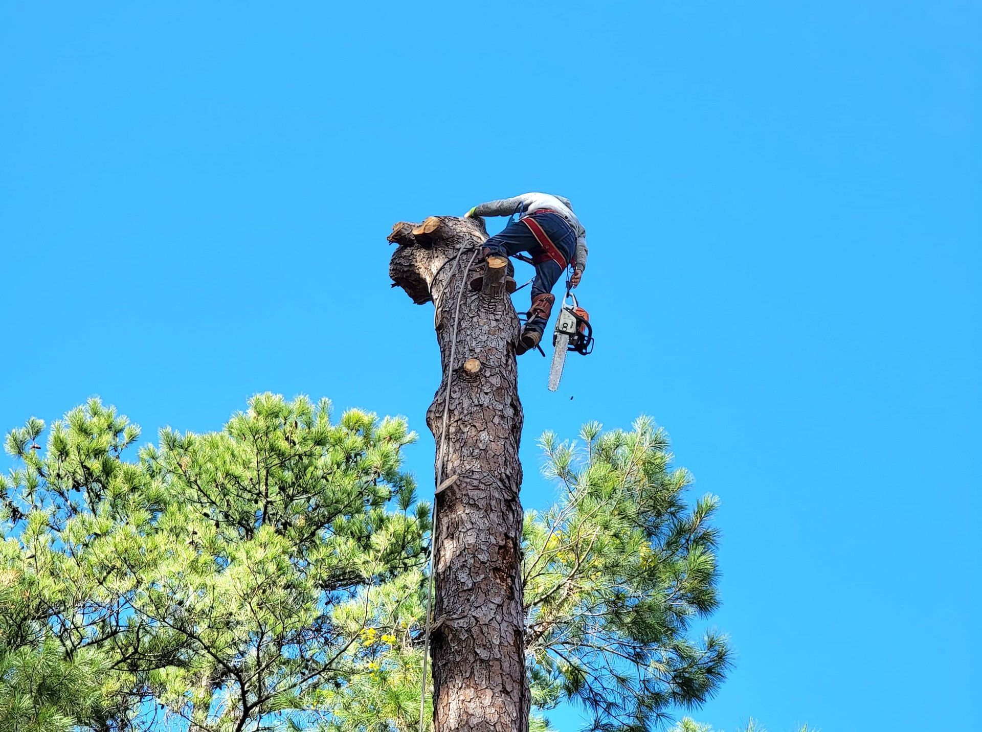 Tree Removal Spring TX | Texas Tree Care