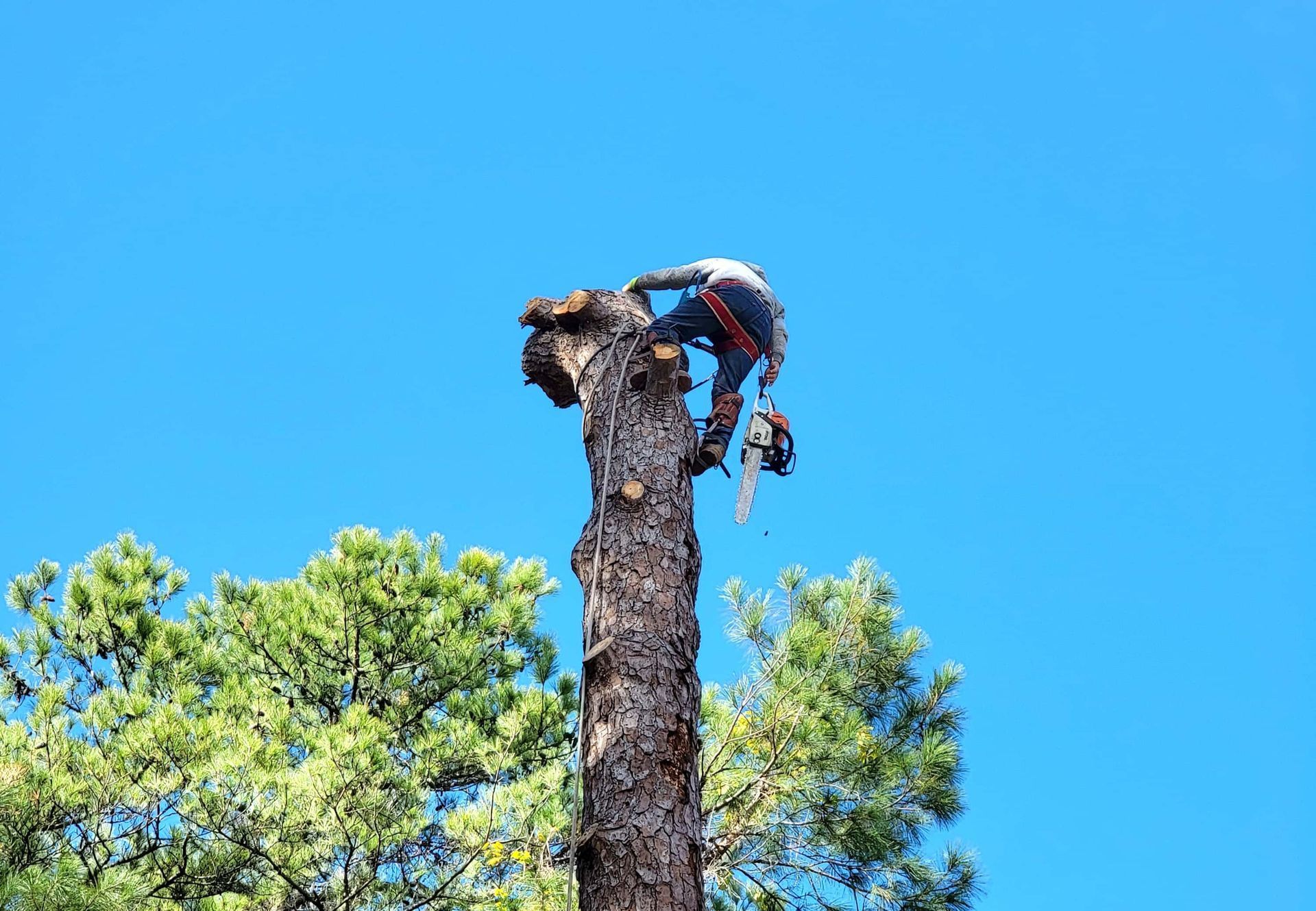Tree Cutting Service in Spring TX | Texas Tree Care