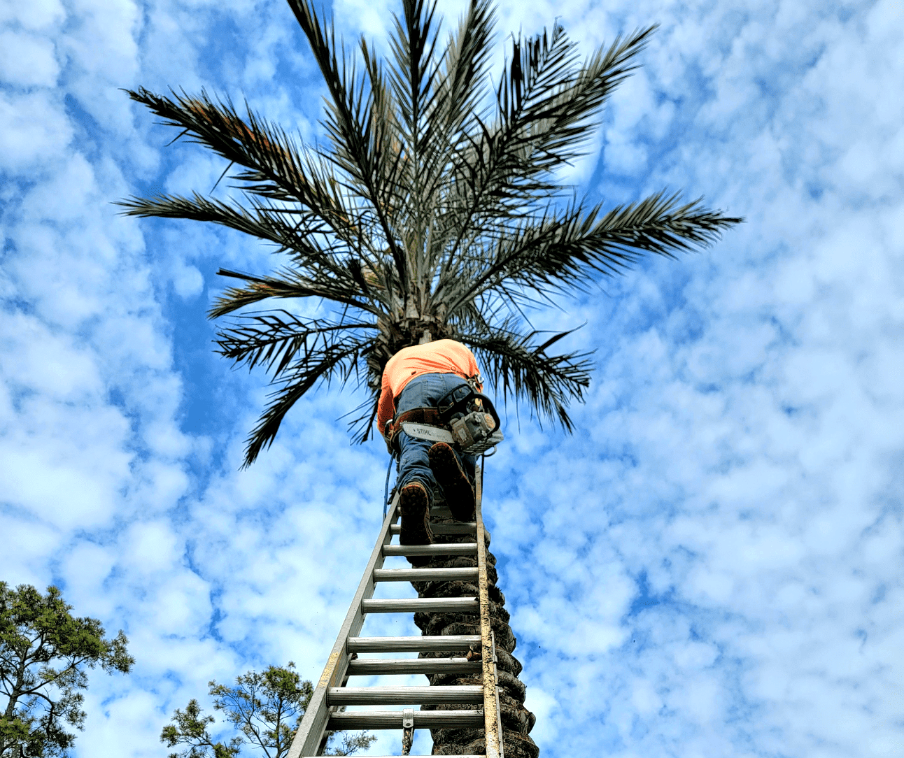 Tree Care Services in Spring TX - Palm Tree Trimming | Texas Tree Care