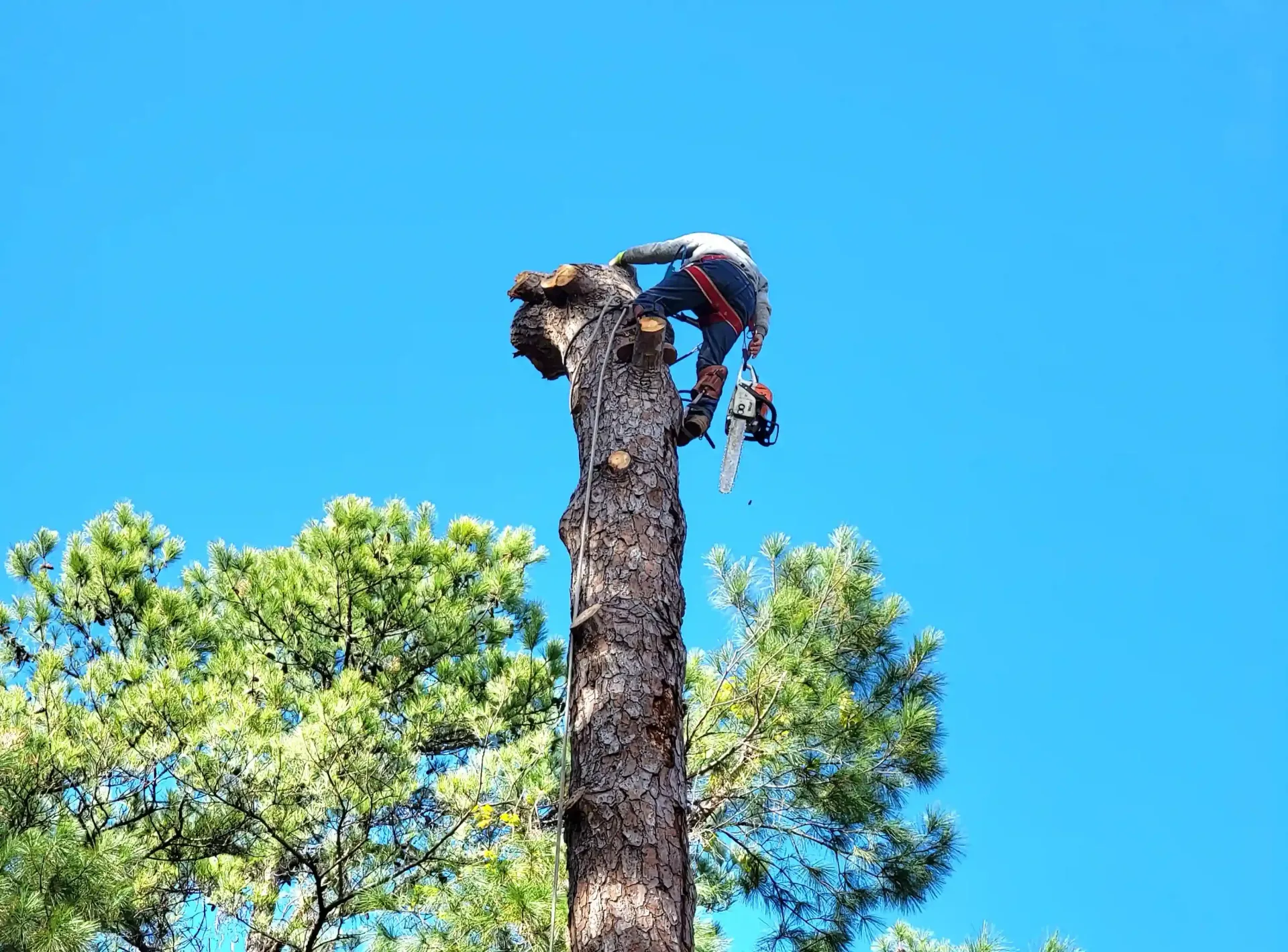 Tree Service Spring TX | Tree Removal