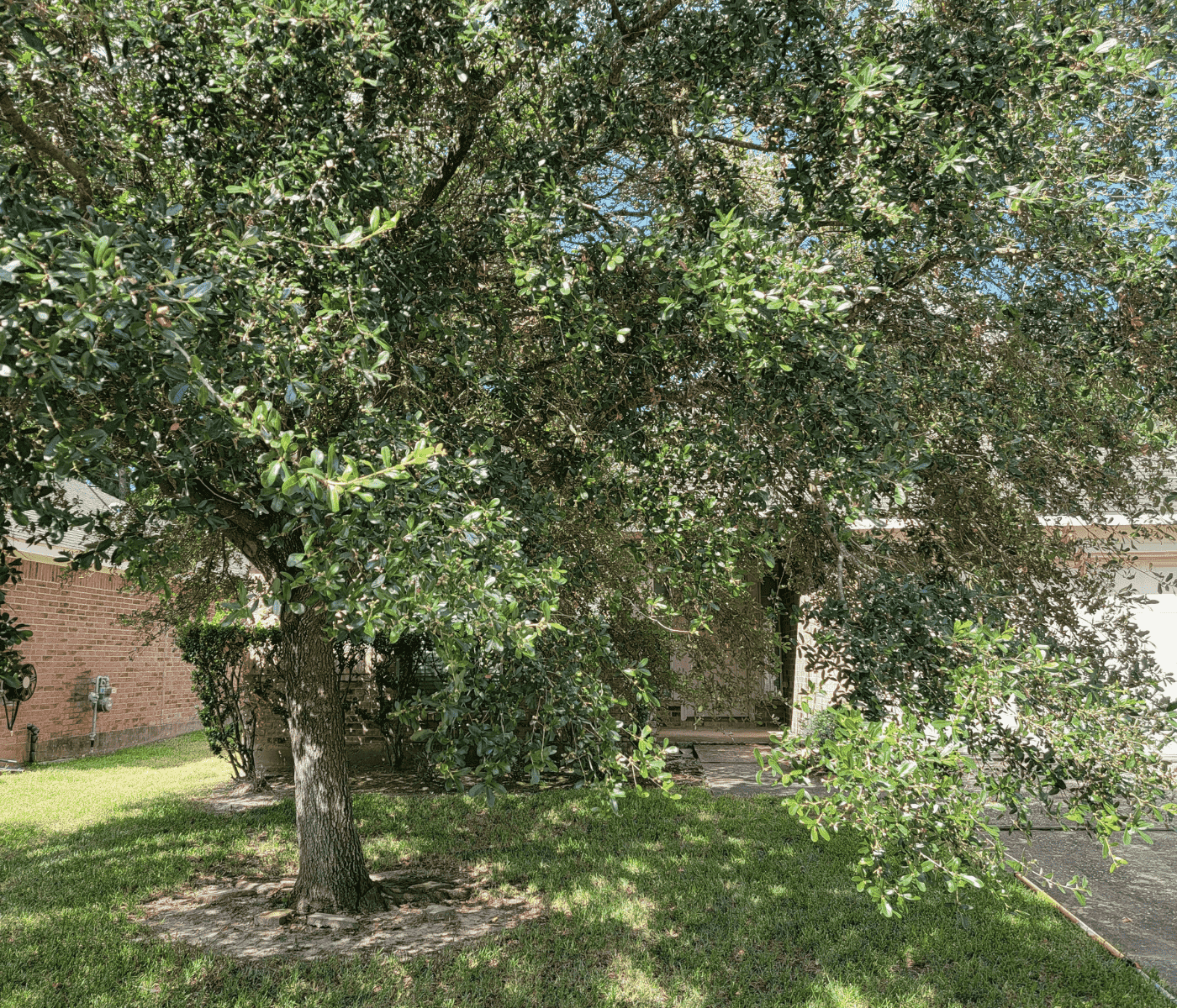 Overgrown tree before expert tree service in Spring, TX by Texas Tree Care