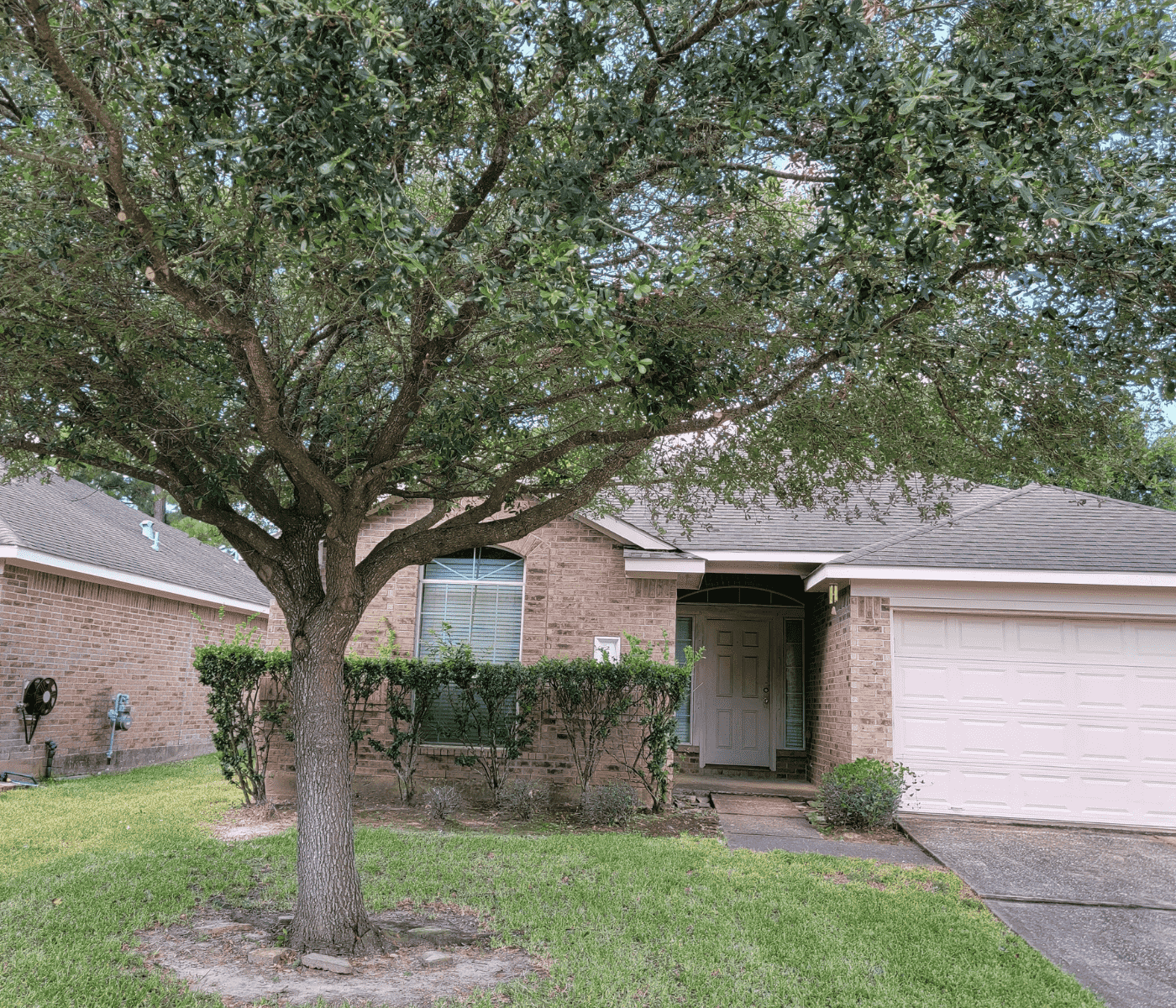 Well maintained tree after our Spring tree service by Texas Tree Care