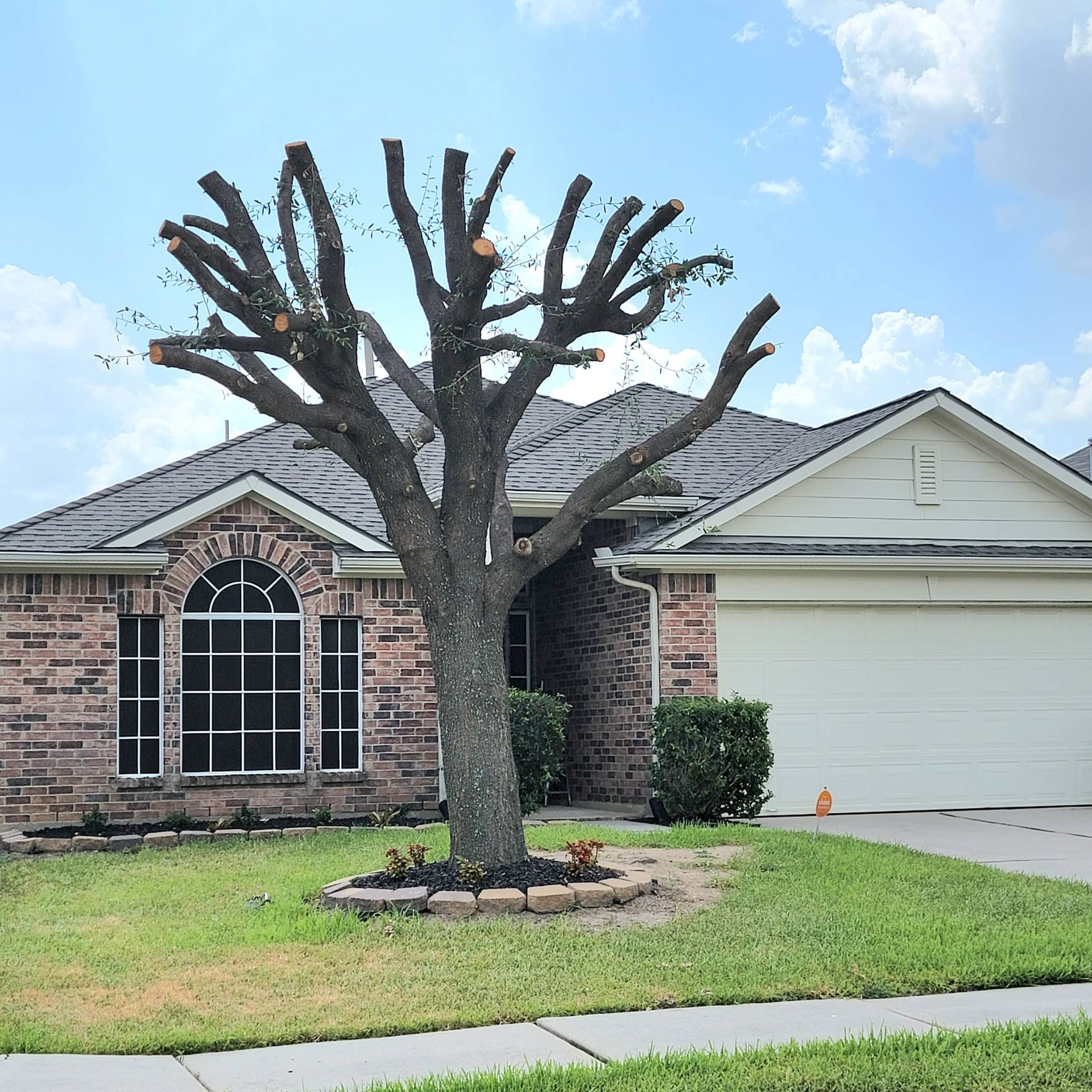 Topped Oak Tree: Understanding the Consequences of Tree Topping