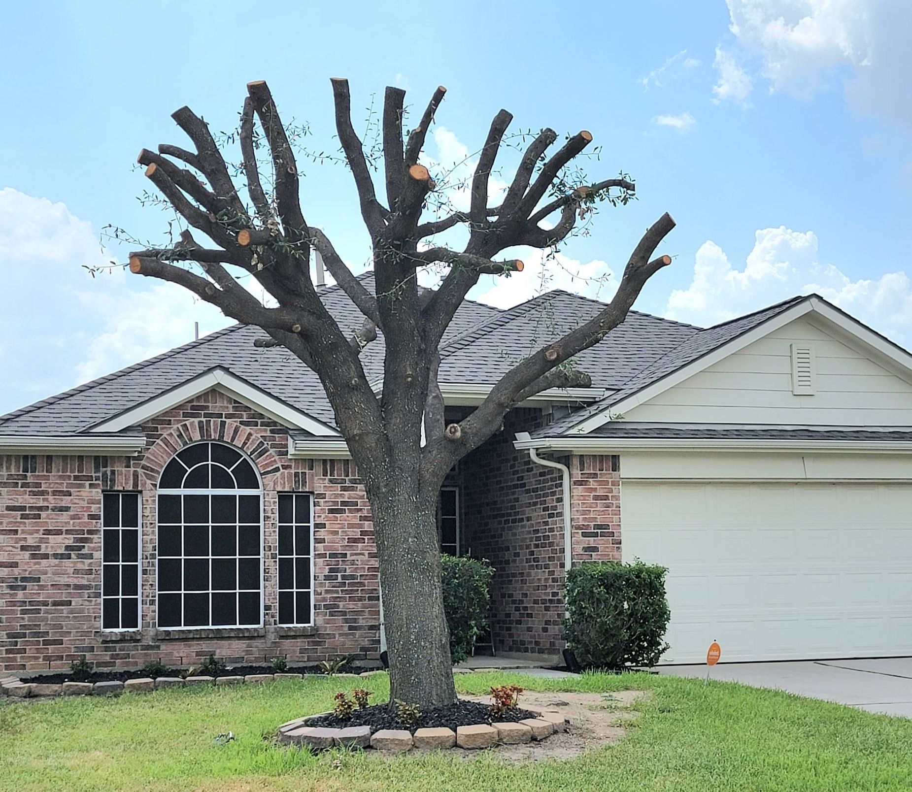 Tree Topping a oak tree: The pros and cons