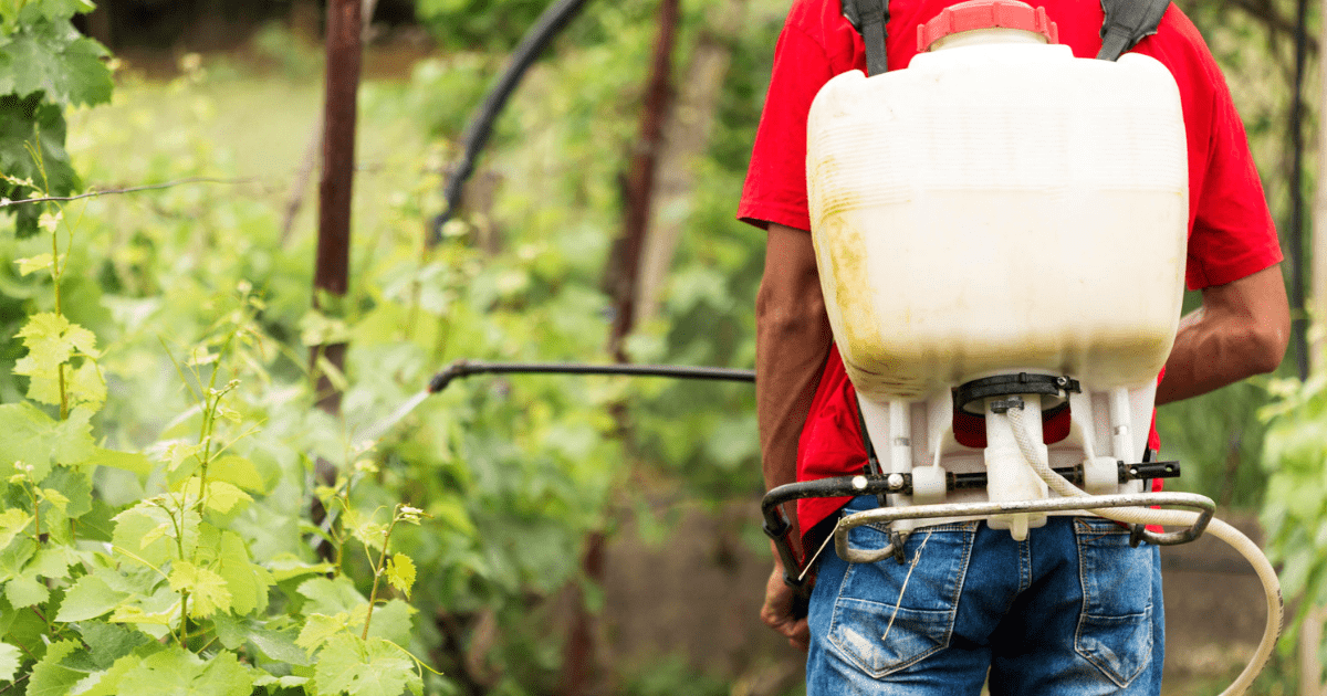 Tree Treatment Service Spring TX | Pests & Tree Disease Treatment