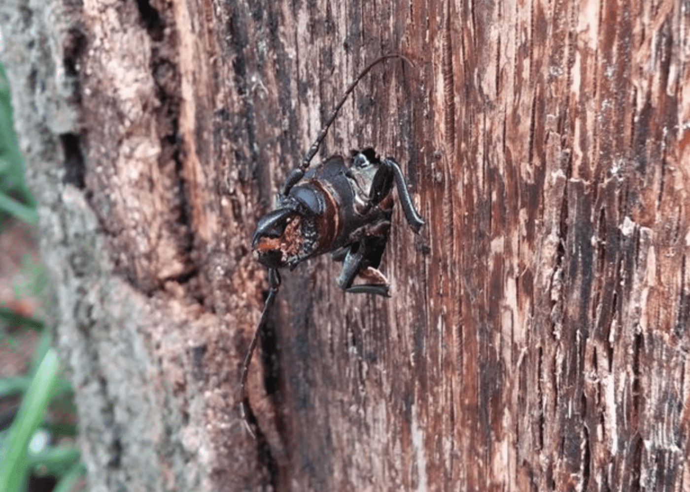 Wood Borer Infestation - Learn about our effective tree treatment services for wood borer pests.