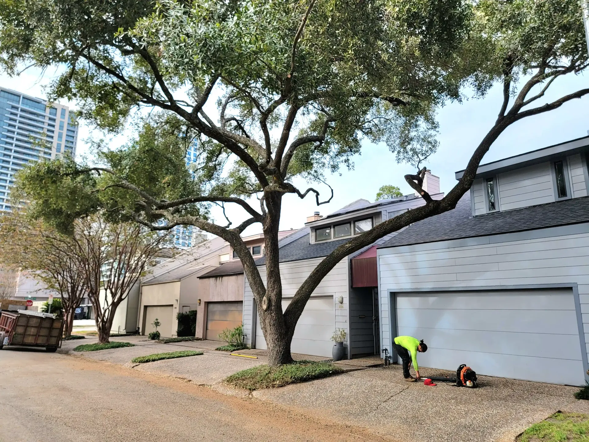 Tree Trimming Spring TX | Oak Tree Trimming