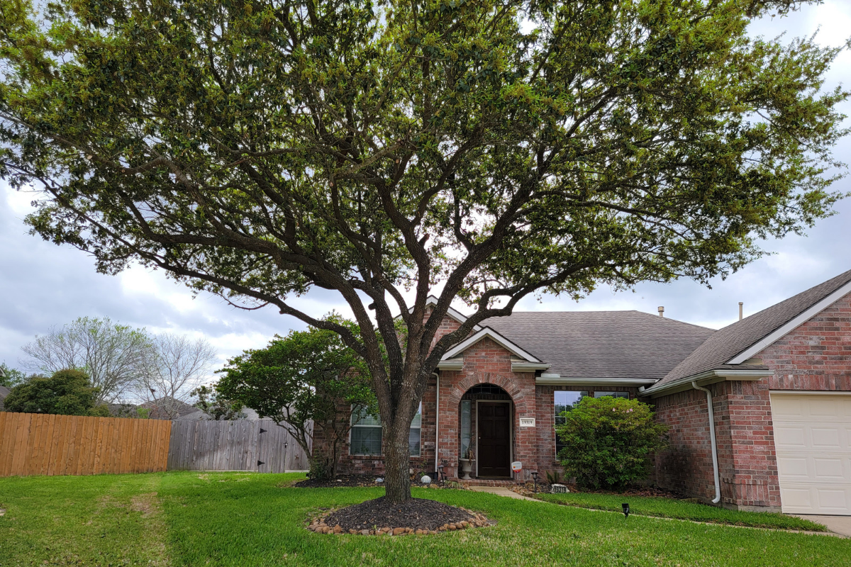 Tomball Tree Service - Tree Trimming | Texas Tree Care