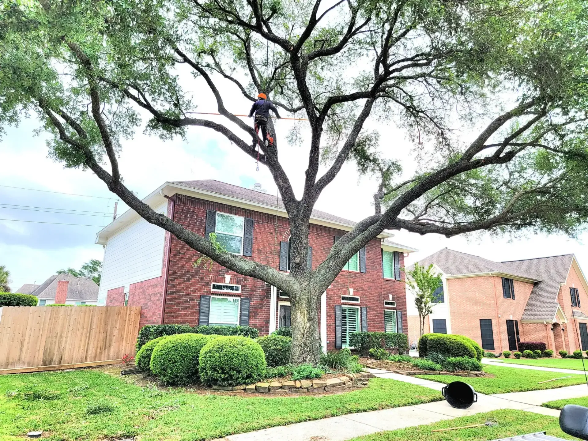 Tree Trimming and Pruning in Humble TX | Texas Tree Care