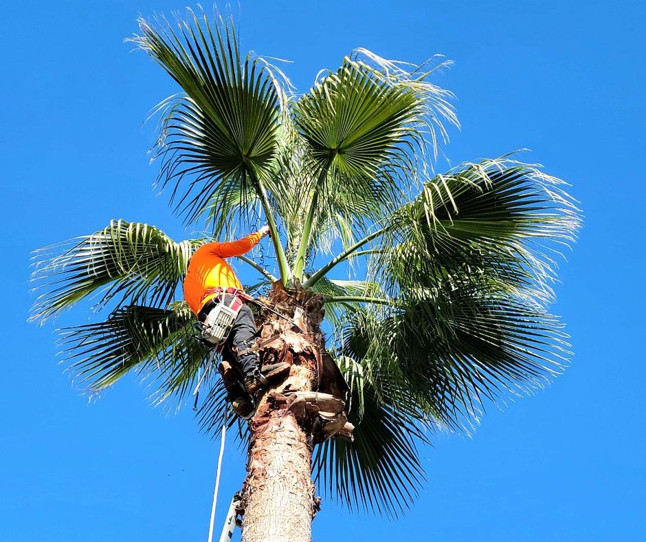 Tree Trimming Service Spring TX | Palm Tree Trimming