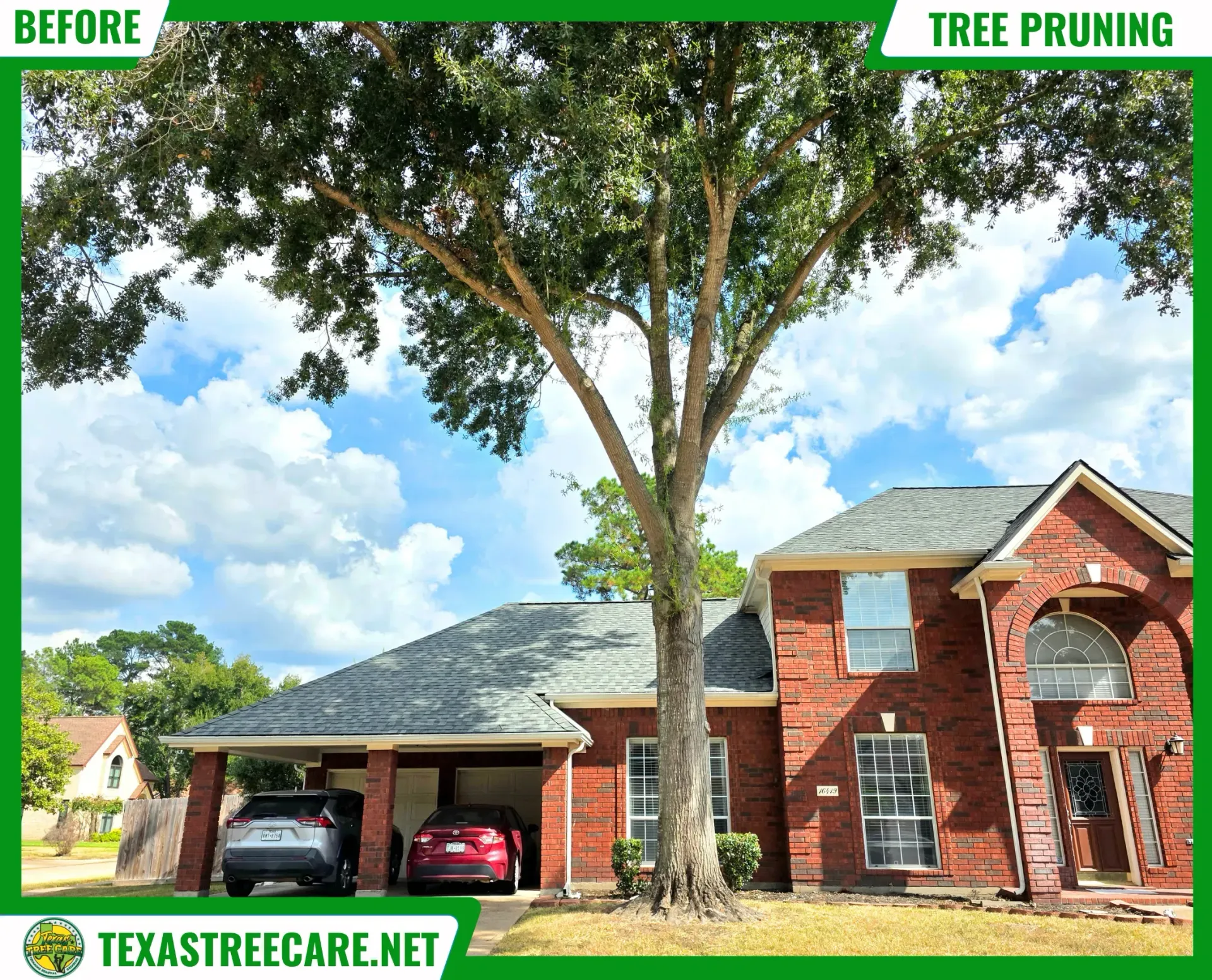 Tree Pruning in Houston - Champion Forest | Texas Tree Care
