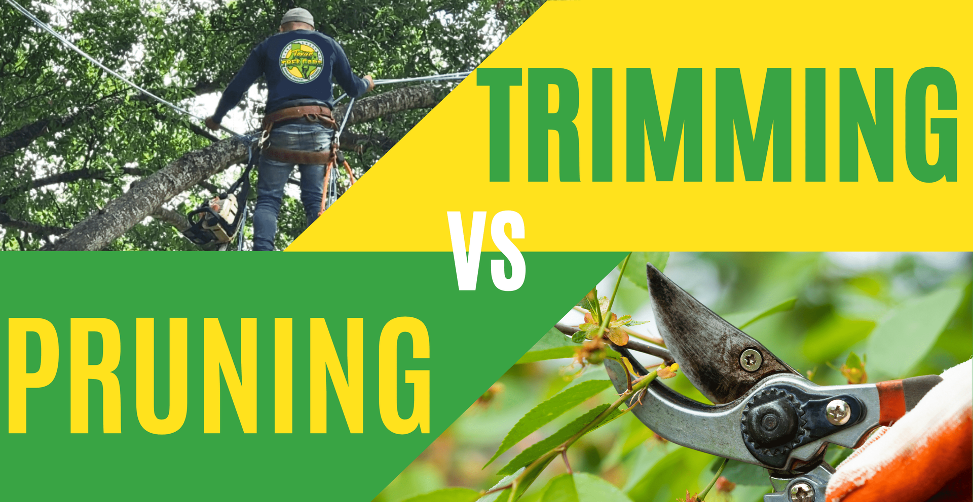 The Difference Between Tree Trimming and Pruning | Texas Tree Care Blog