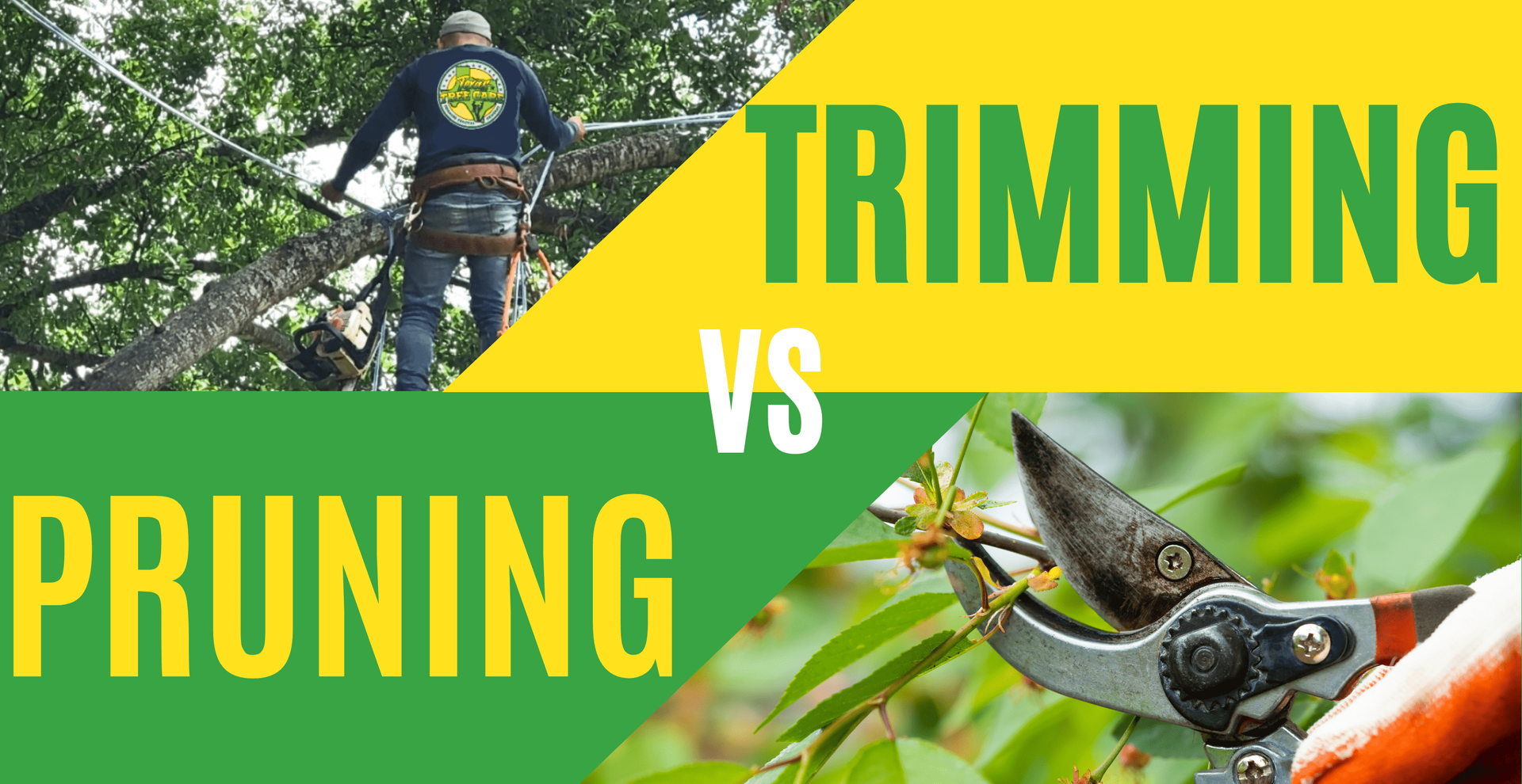Difference Between Tree Trimming and Pruning | Texas Tree Care Blog