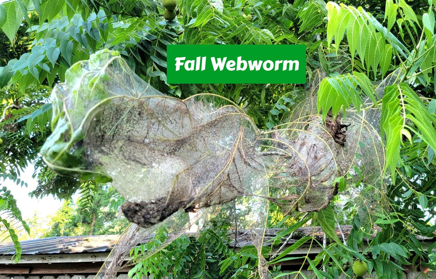 Fall Webworms in Houston TX | Trees Under Attack?