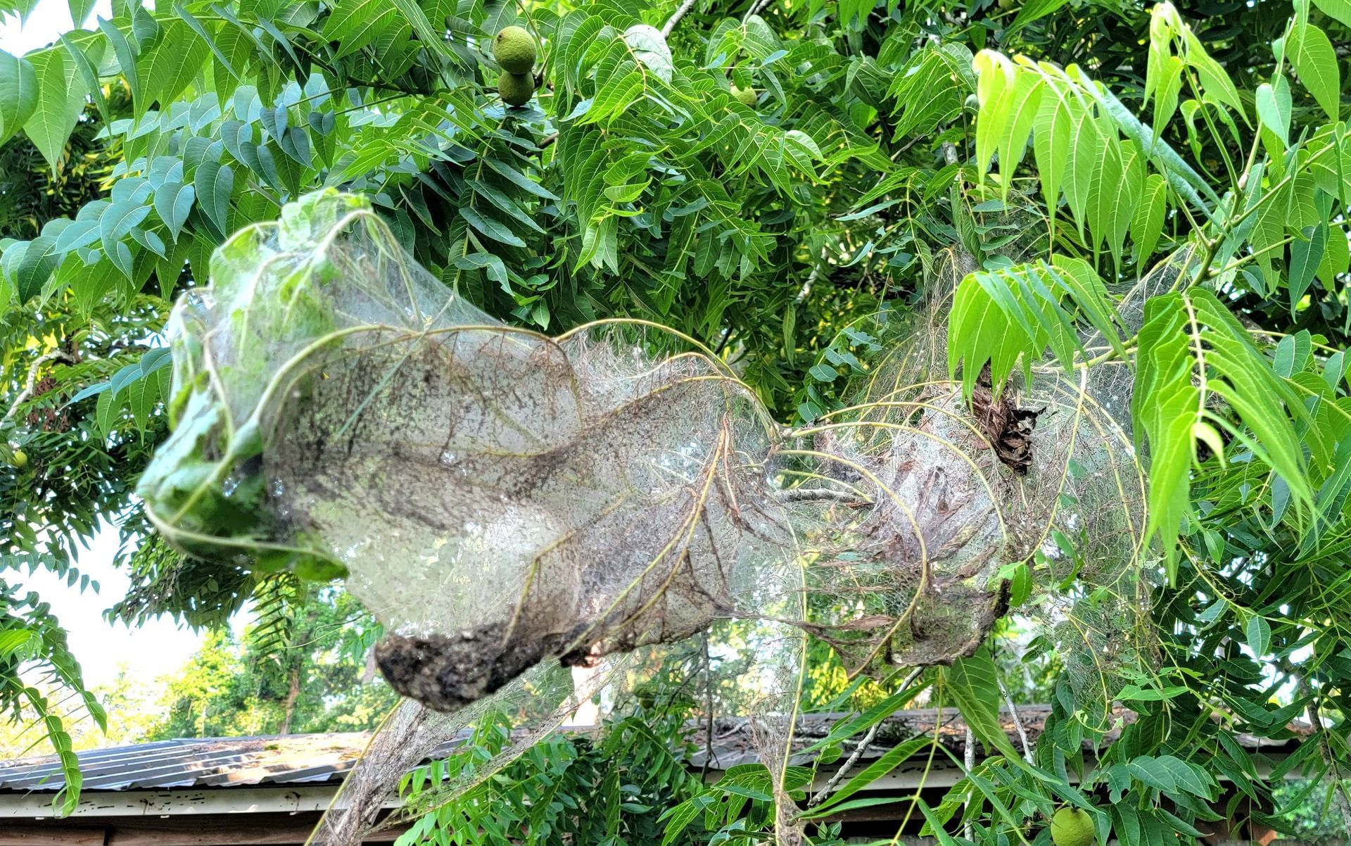 Fall Webworms in Houston TX | Trees Under Attack? 2024