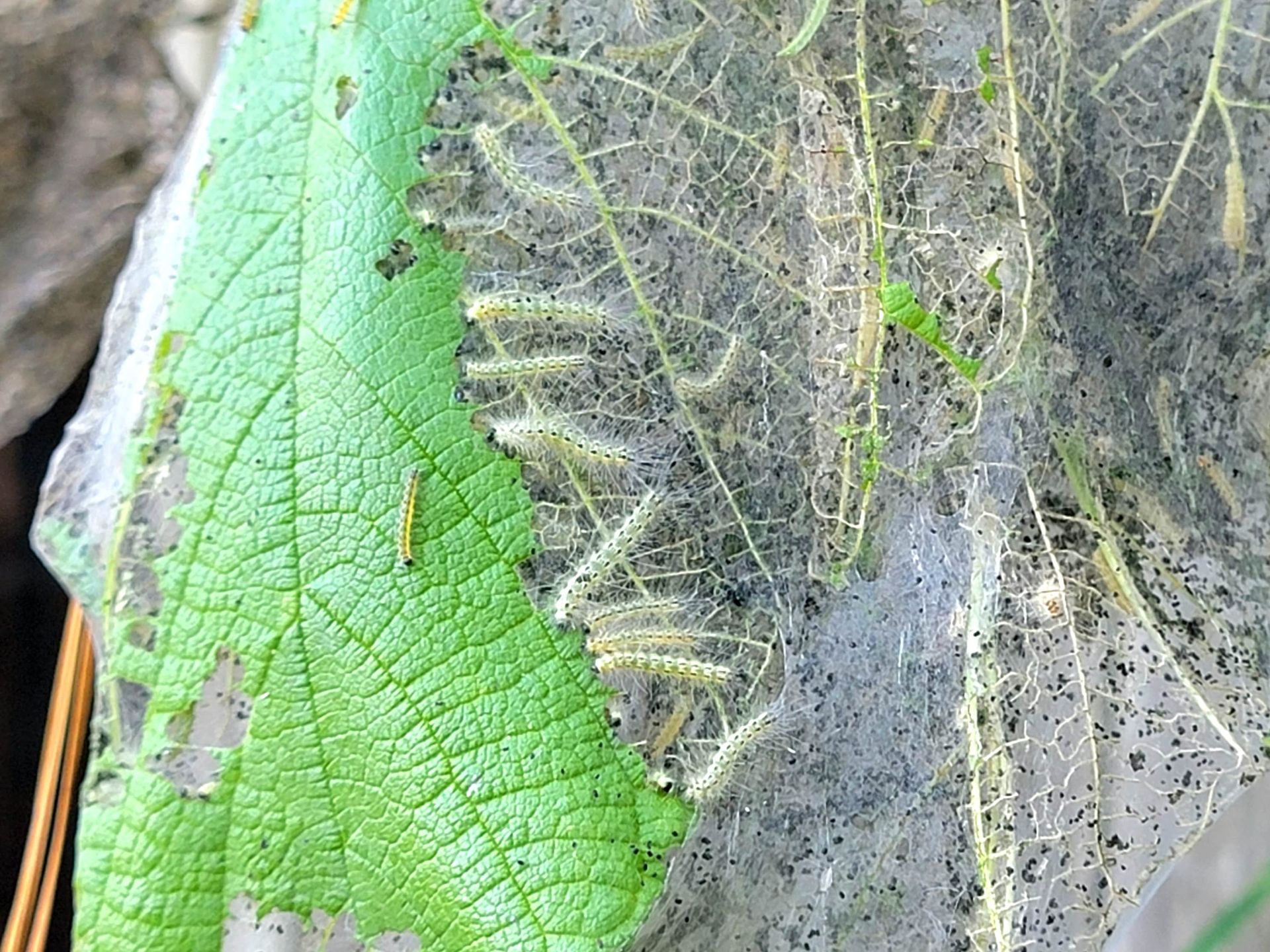 Fall Webworm | Houston TX Webworm Infestation