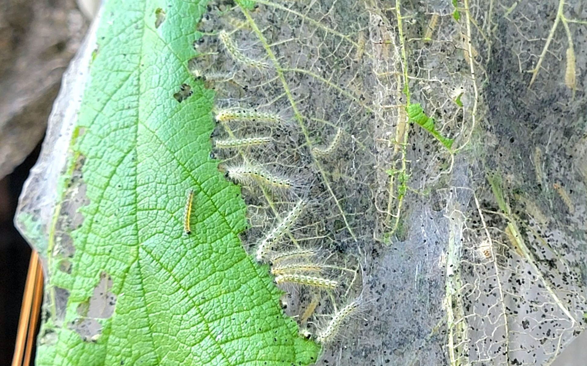 Fall Webworm - (Hyphantria Cunea) | Webworm Infestation