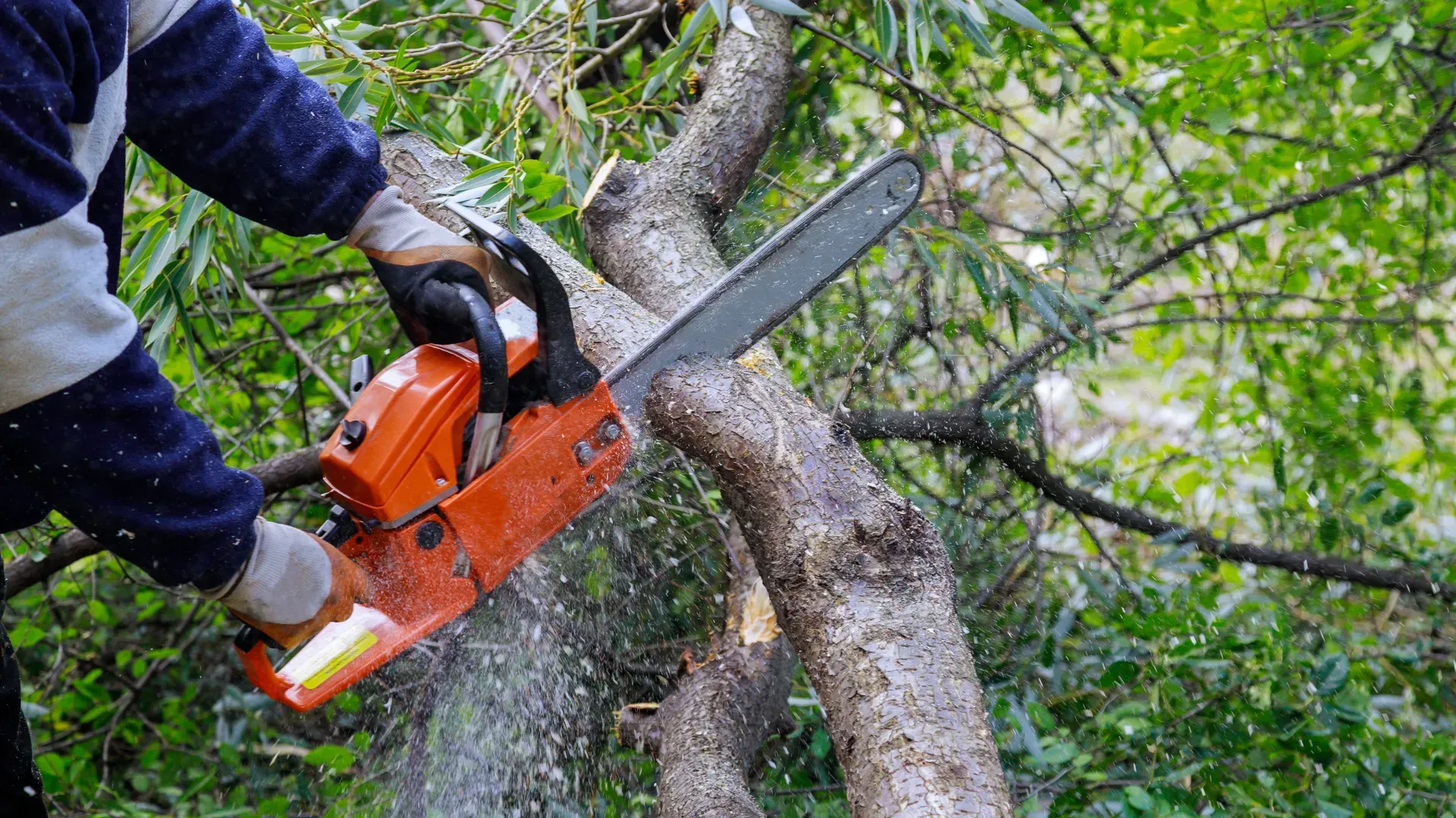 Person wearing gloves using an orange chainsaw to cut a tree branch outdoors.