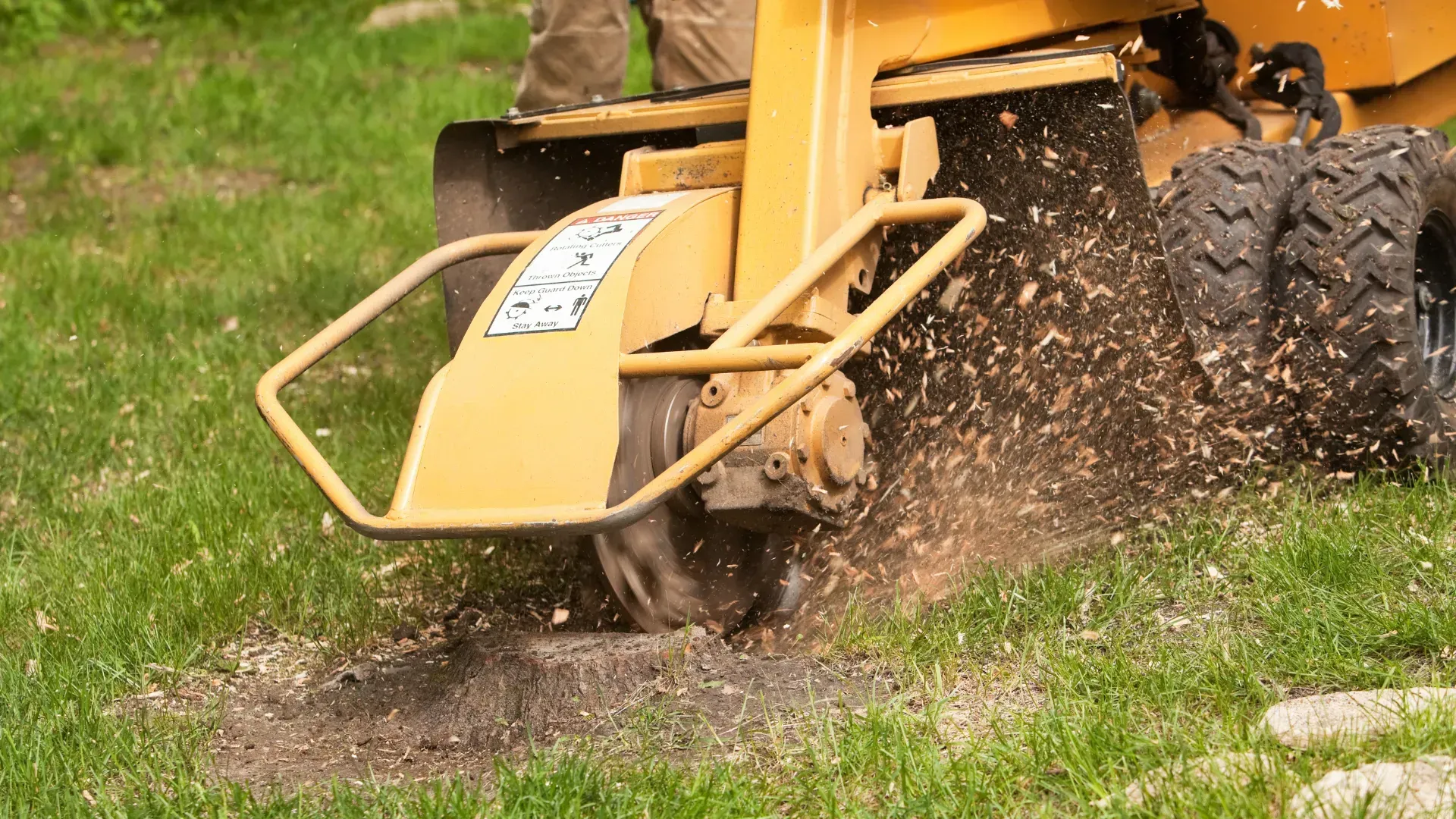 Yellow stump grinder removing a tree stump in a grassy yard, spraying wood chips.