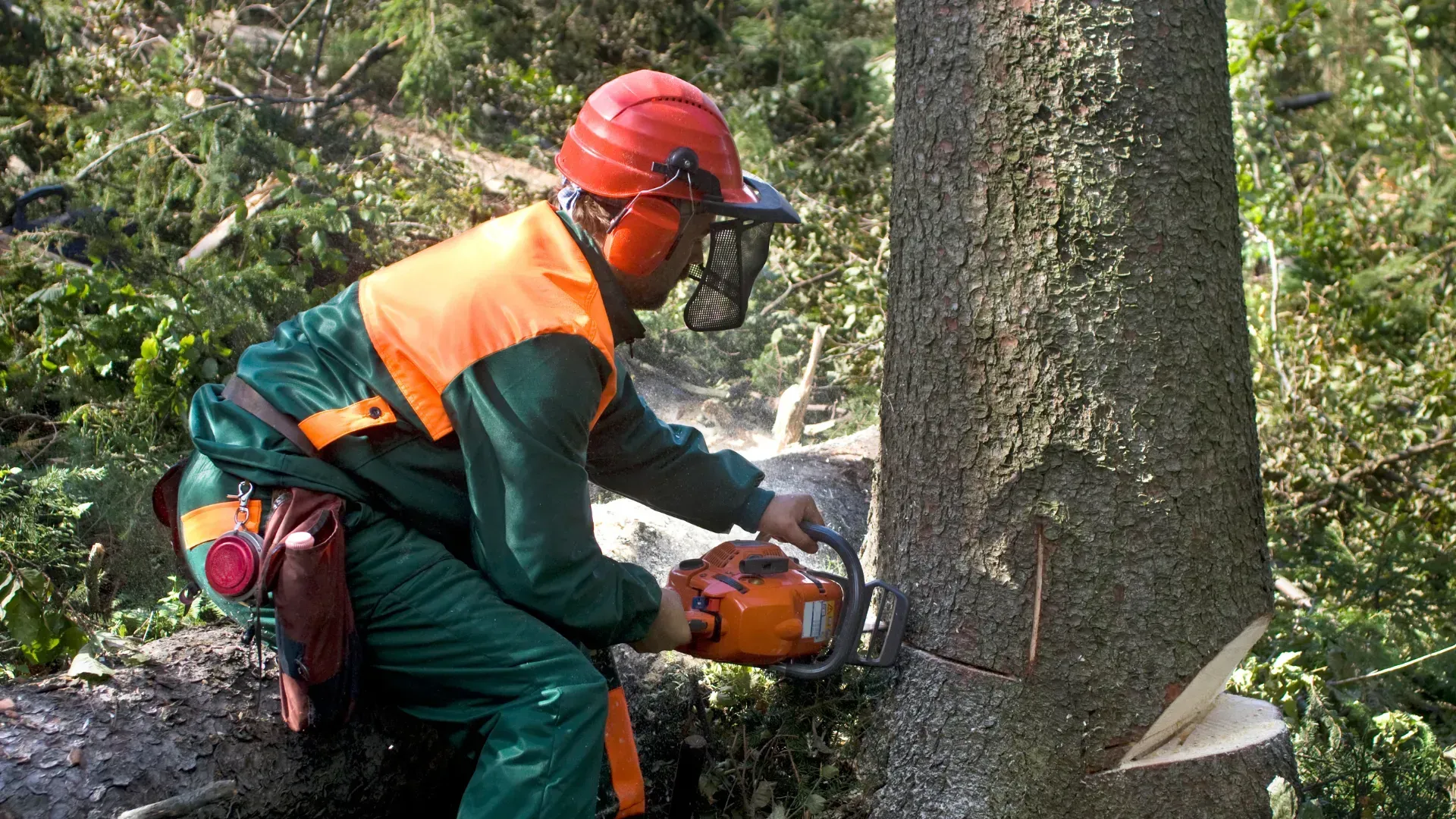 Lumberjack in safety gear using a chainsaw to cut down a tree in a forest.