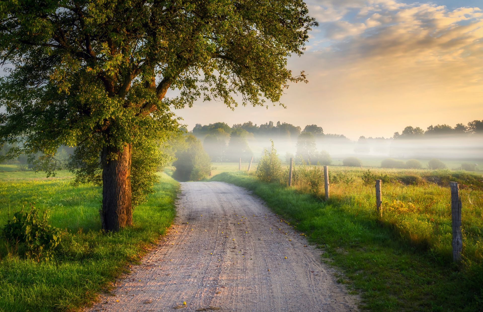 Gravel road through a green field with a tree. Fog in the distance, soft light of sunrise.