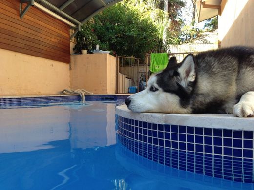 Dog sitting next to the pool 
