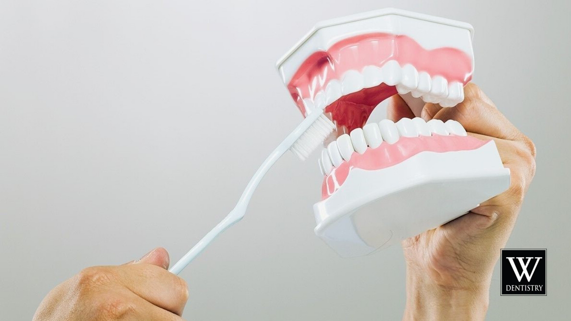 A hand brushes a model set of teeth. The model is pink and white.