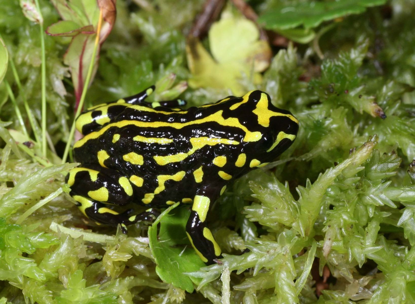 Close-up photo of the Corroboree frog