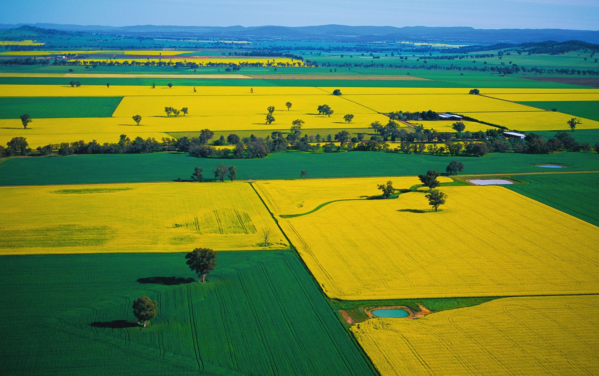 A view from the air of a large canola field in central western N.S.W. Australia